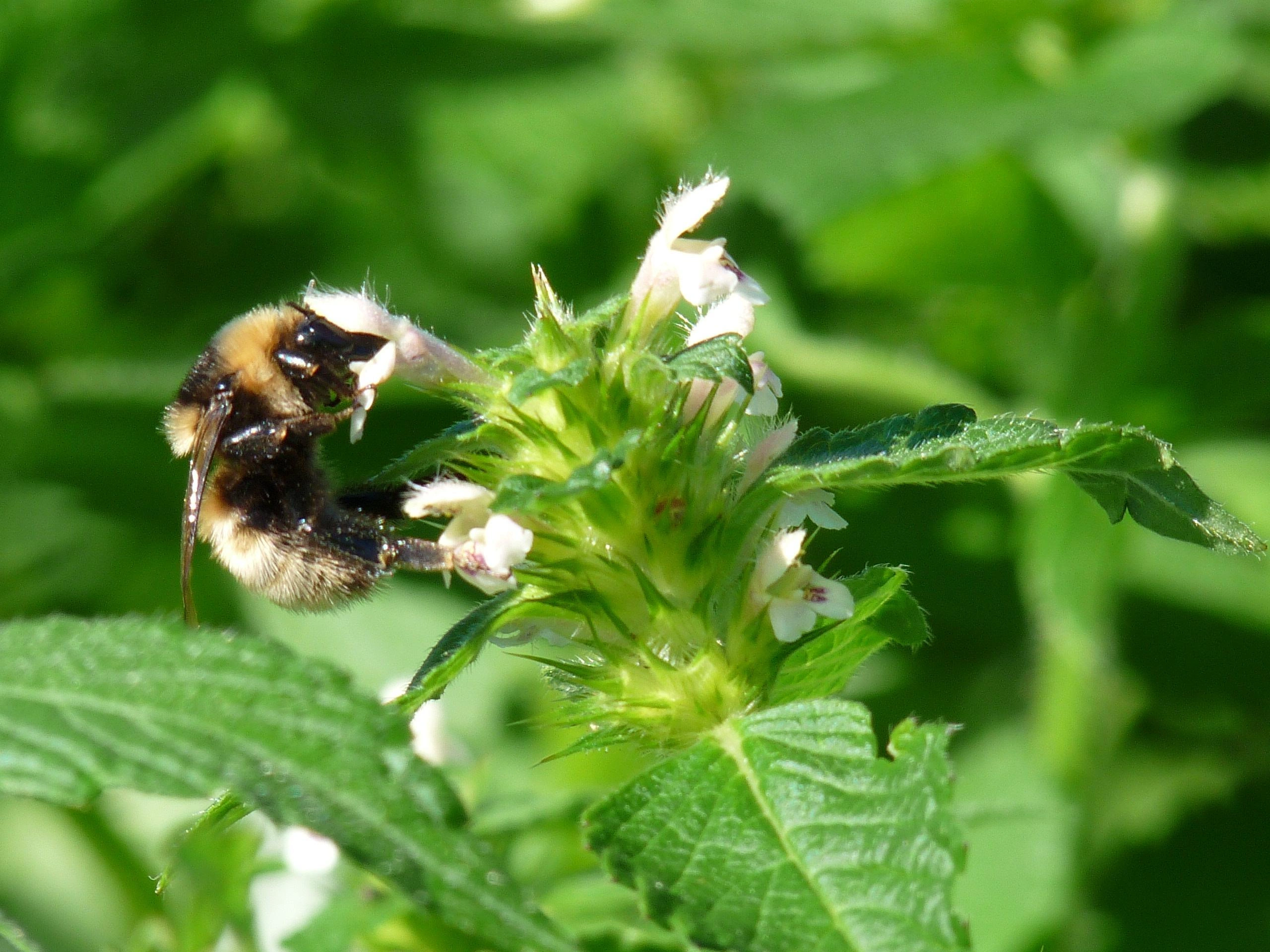 : Bombus (Subterraneobombus) distinguendus.