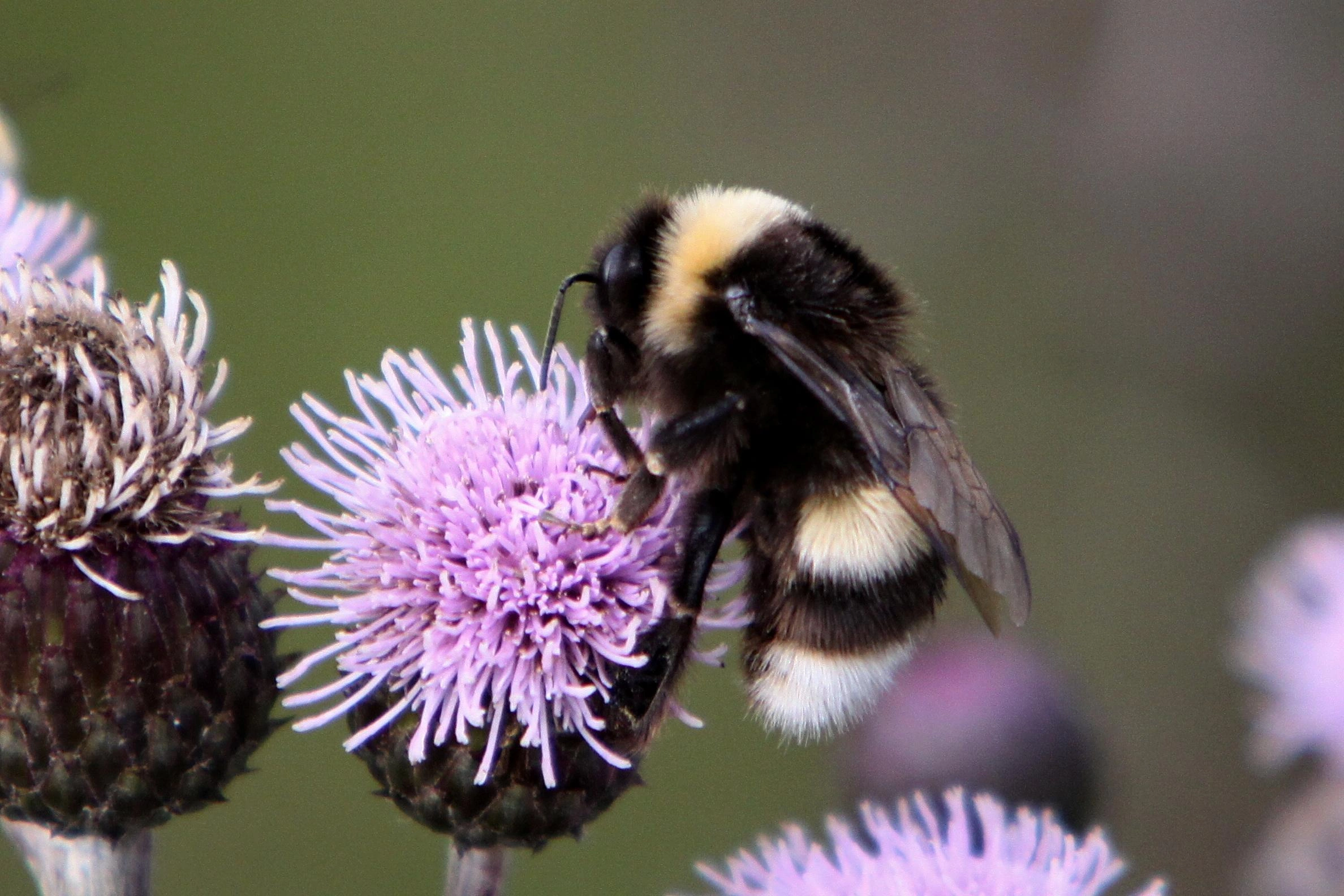 : Bombus (Bombus s. str.) magnus.