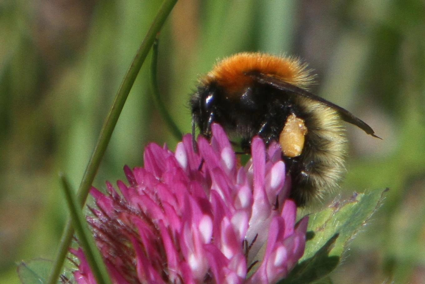 : Bombus (Thoracobombus) muscorum.