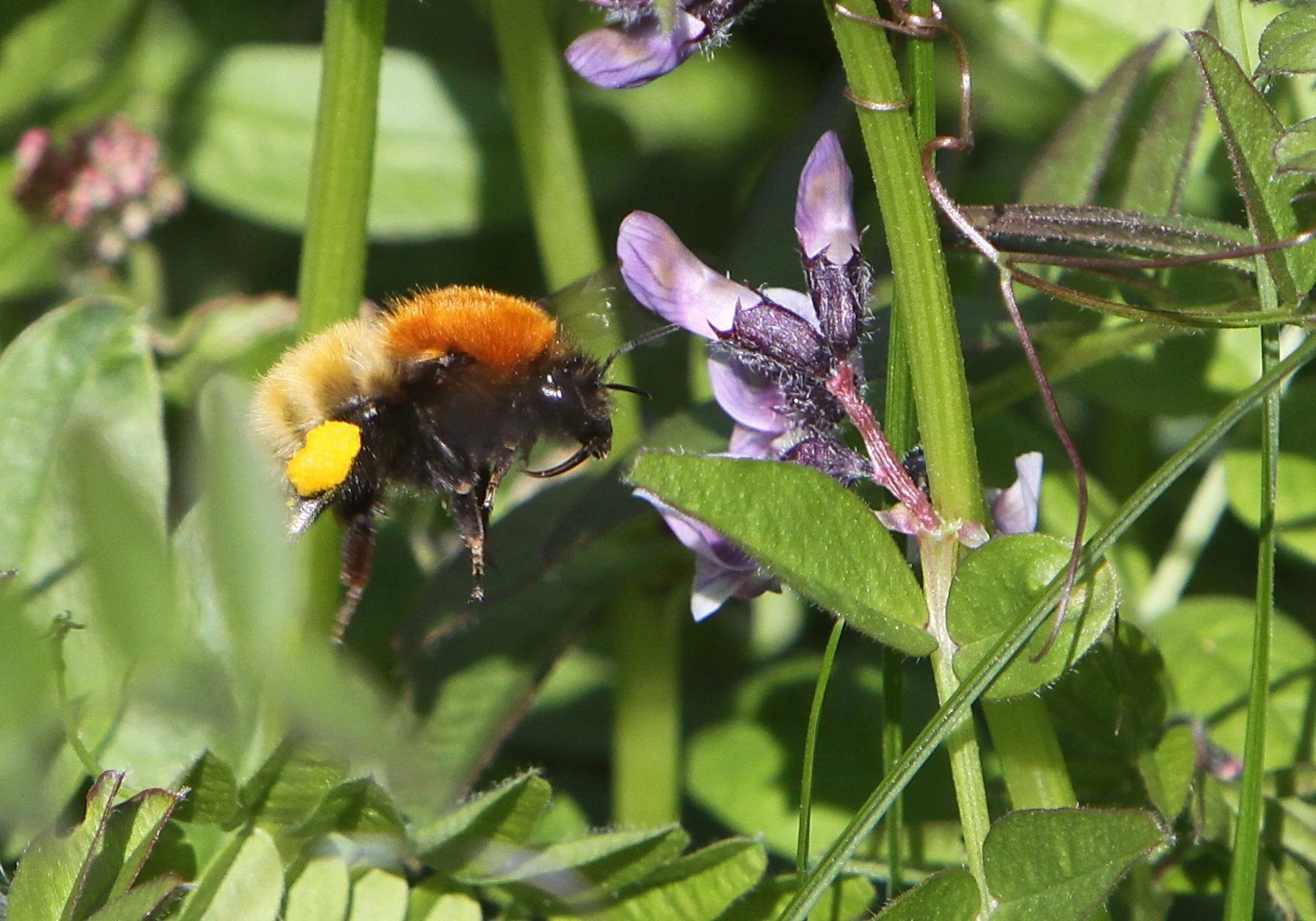 : Bombus muscorum.