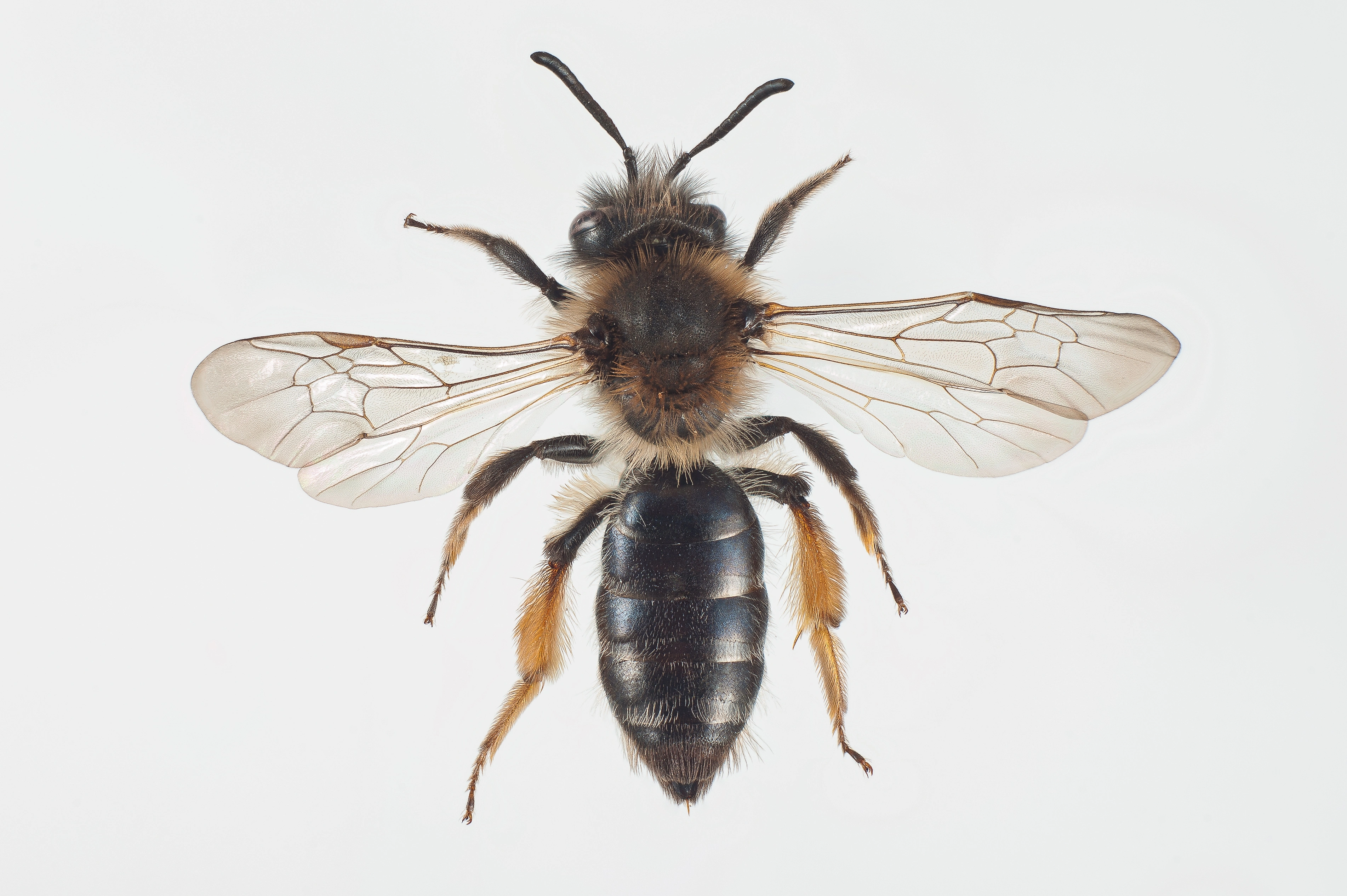 : Andrena ruficrus.