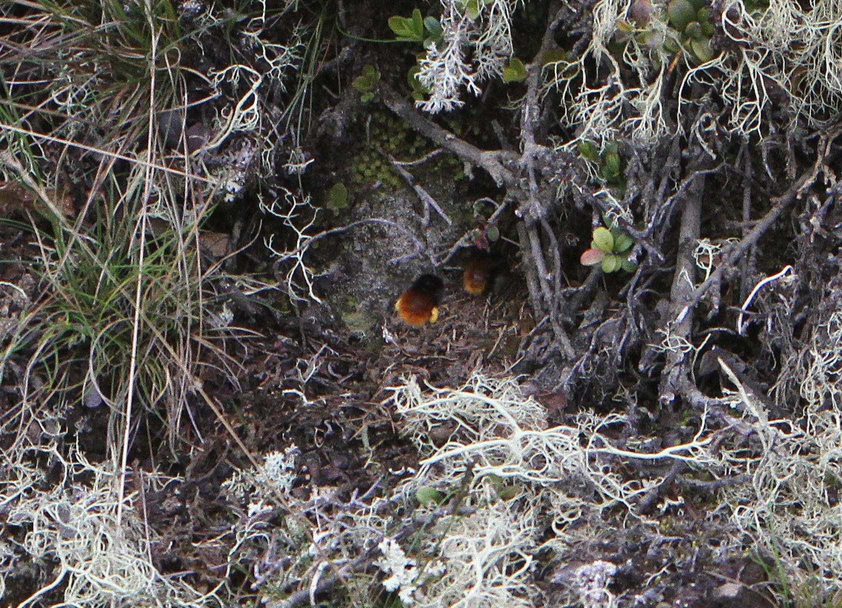 : Bombus lapponicus.