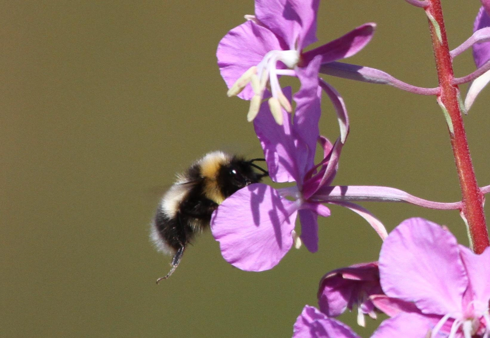 : Bombus soroeensis.