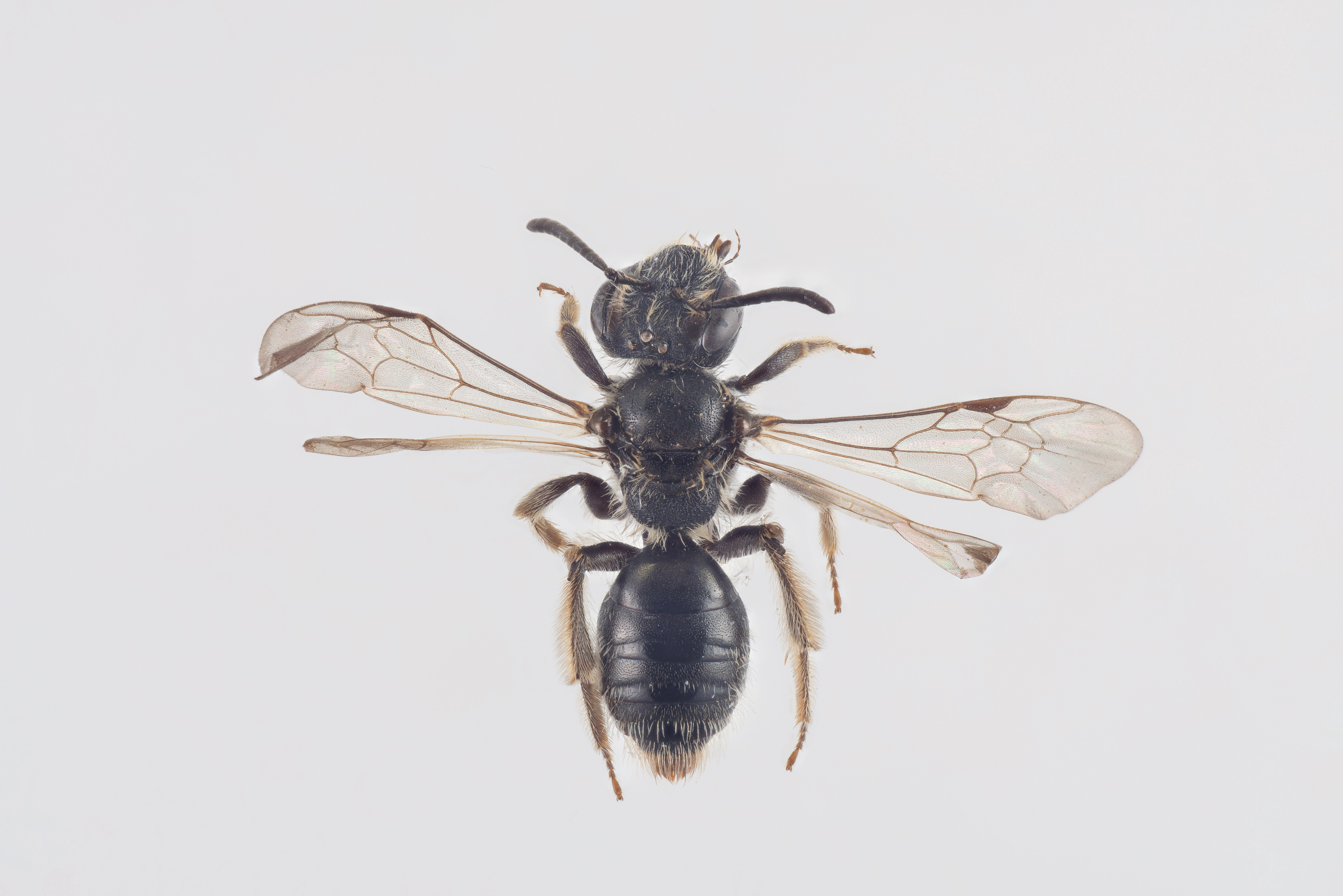 : Andrena semilaevis.