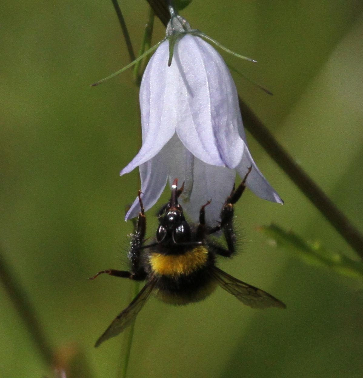 : Bombus soroeensis.