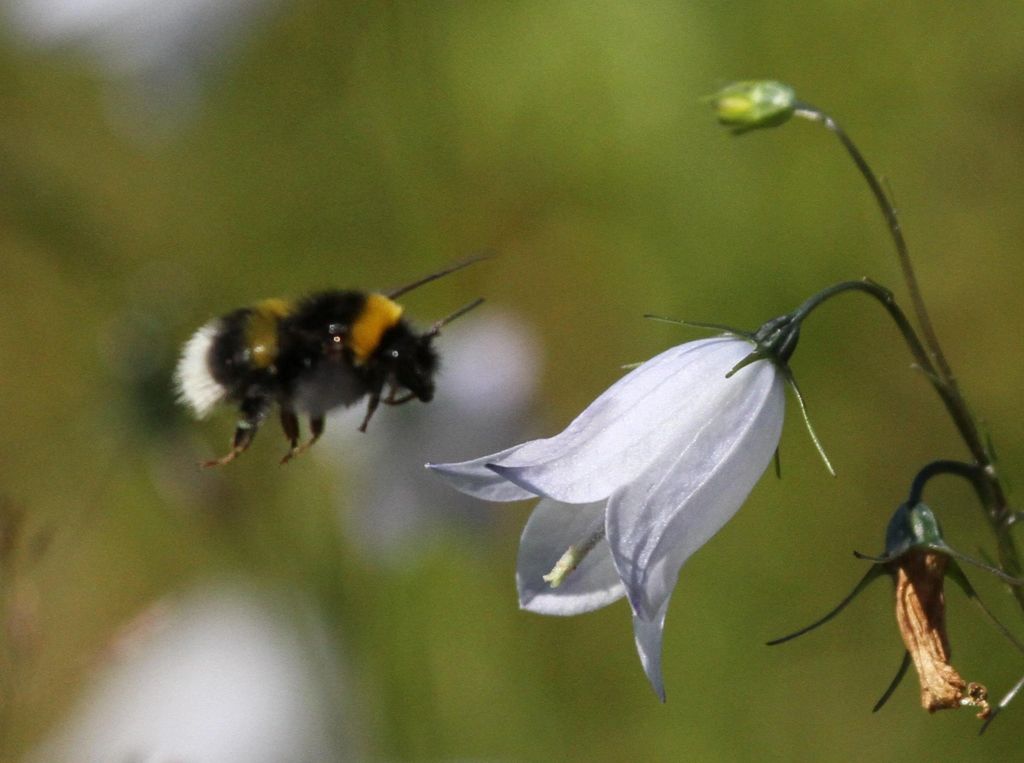 : Bombus soroeensis.