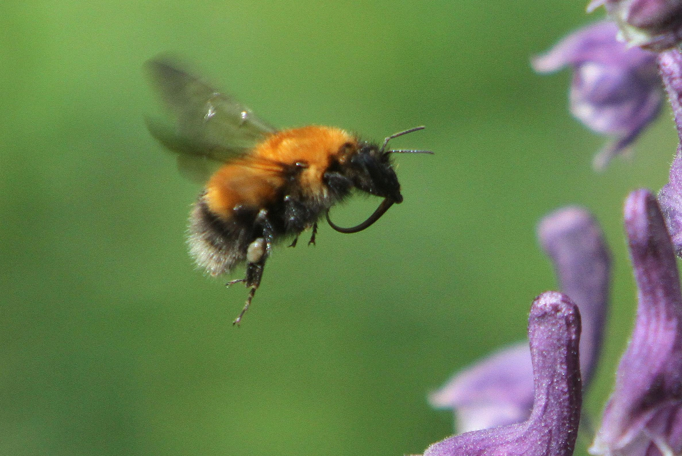 : Bombus (Megabombus) consobrinus.