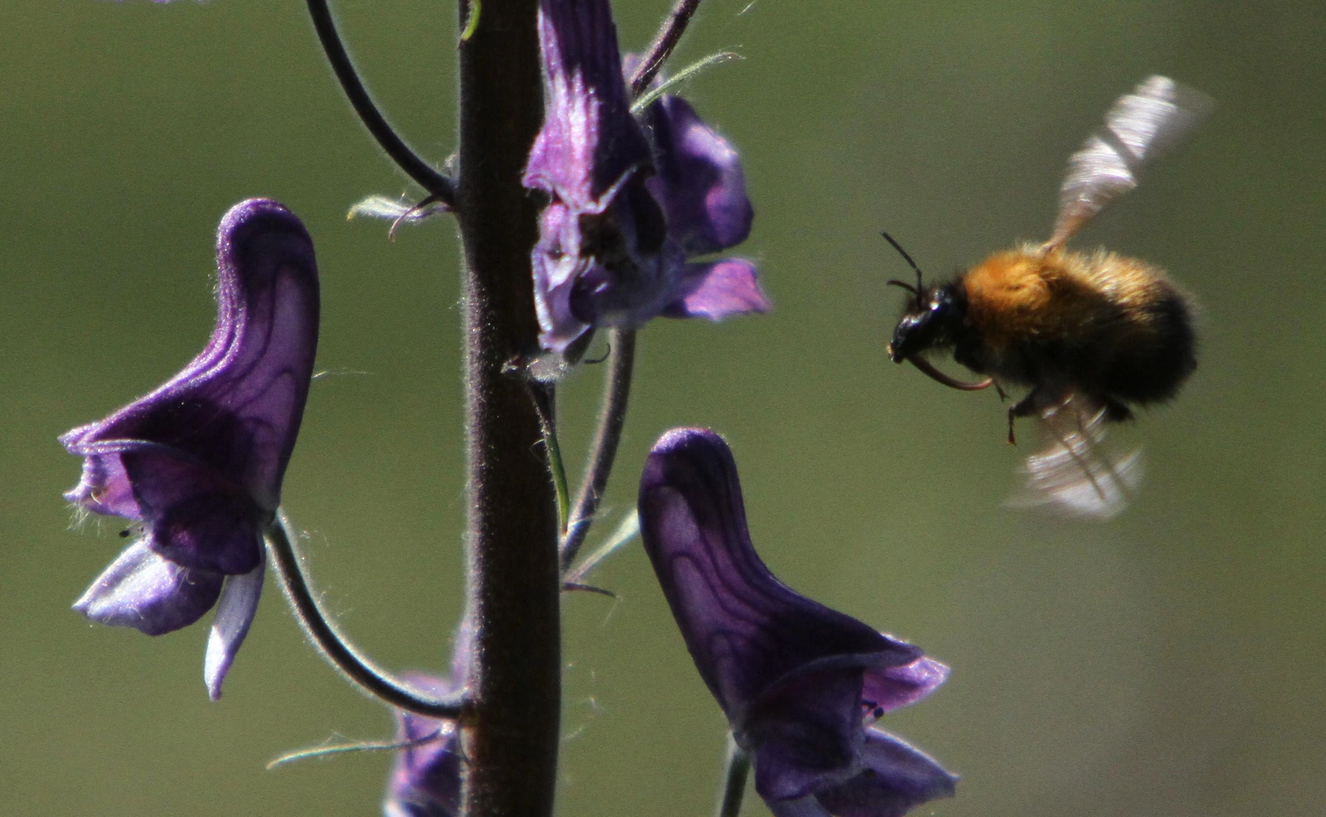 : Bombus (Megabombus) consobrinus.