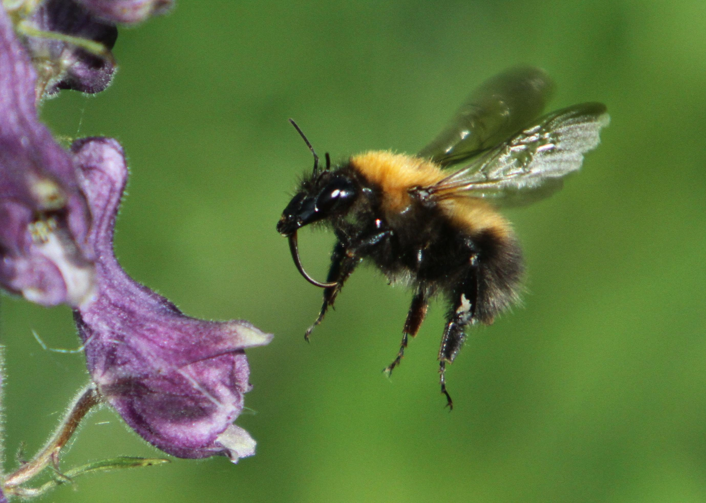 : Bombus consobrinus.