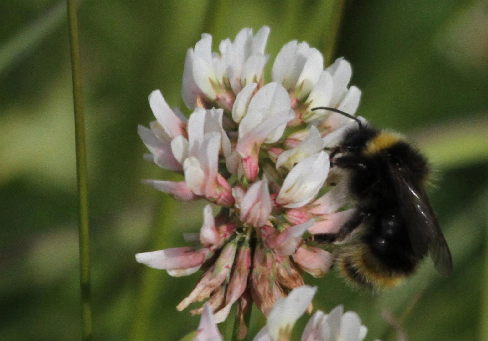 : Bombus (Psithyrus) flavidus.