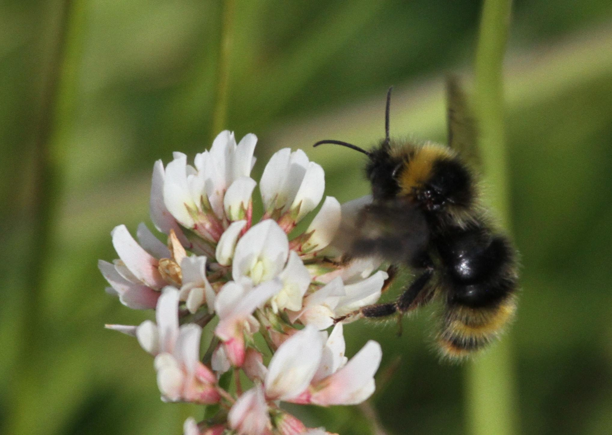 : Bombus (Psithyrus) flavidus.