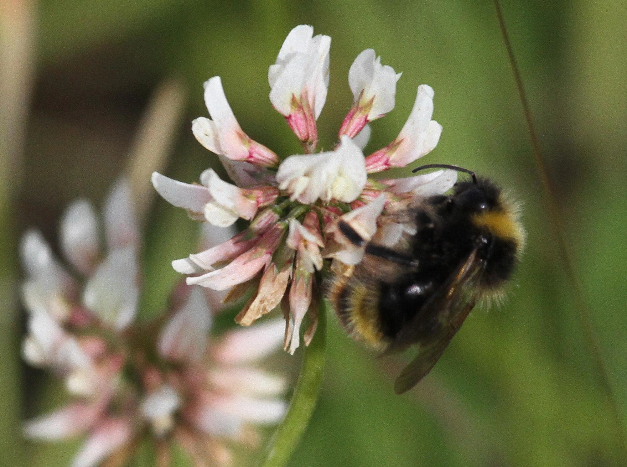 : Bombus (Psithyrus) flavidus.