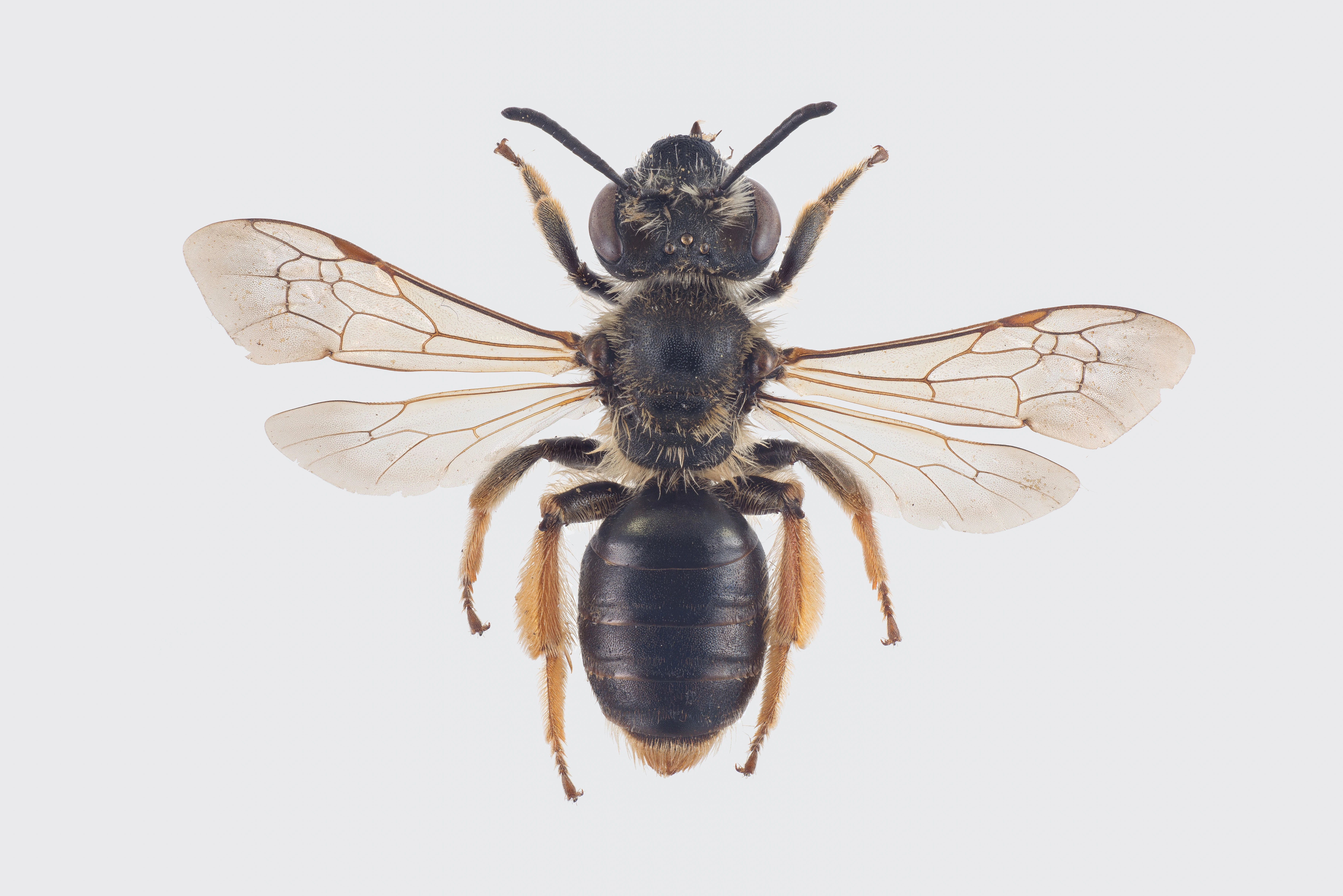 : Andrena russula.