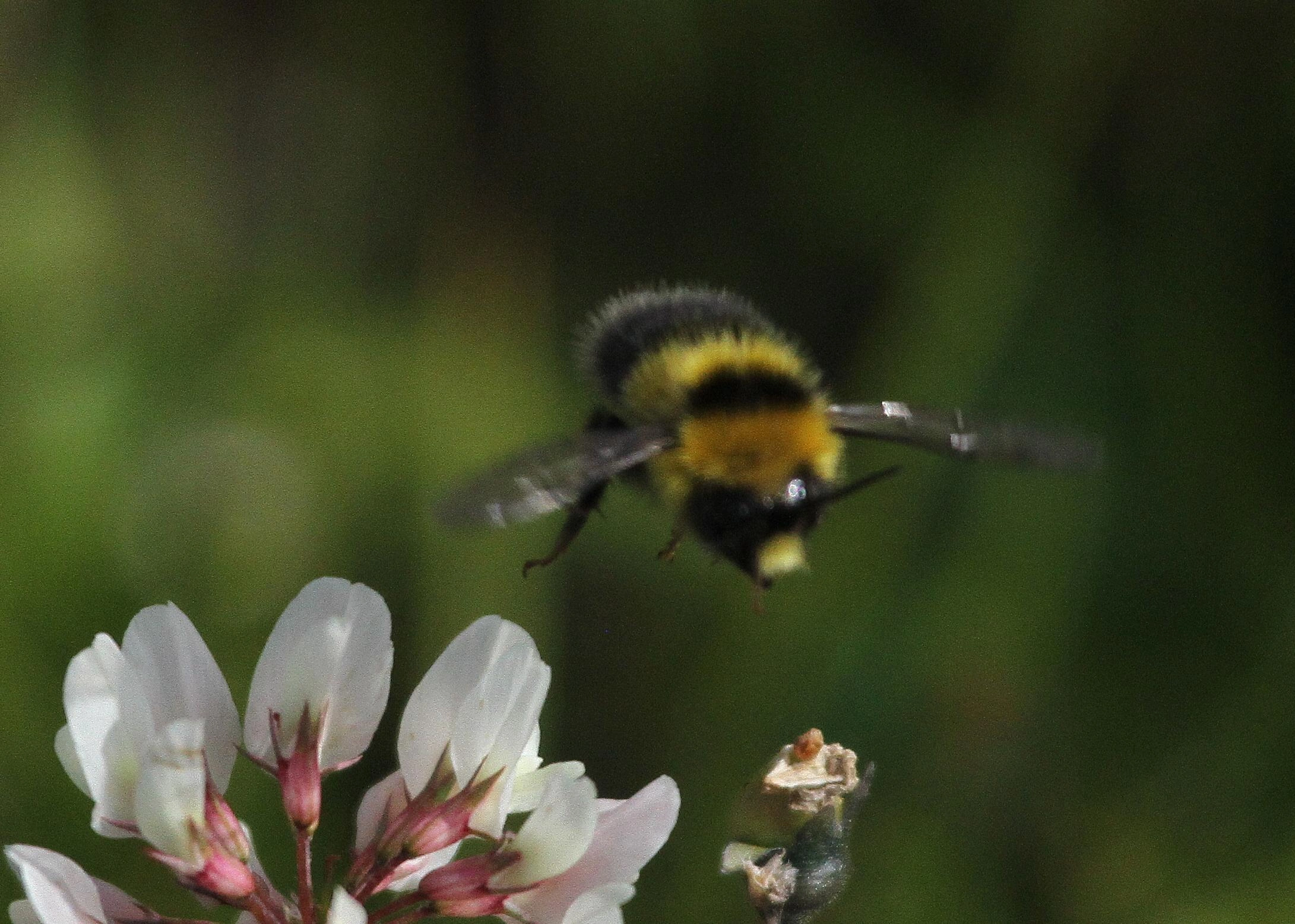 : Bombus jonellus.