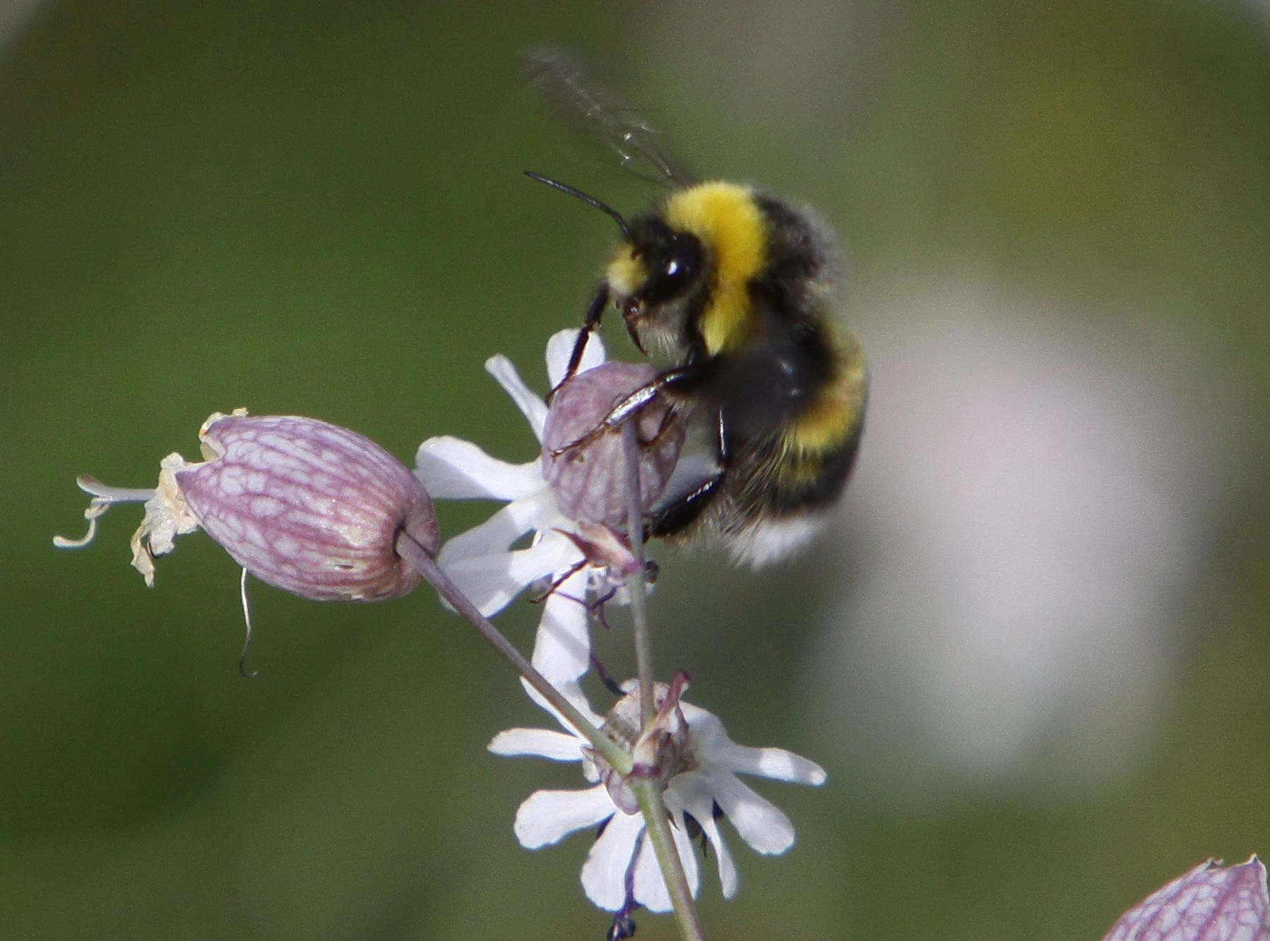 : Bombus (Pyrobombus) jonellus.