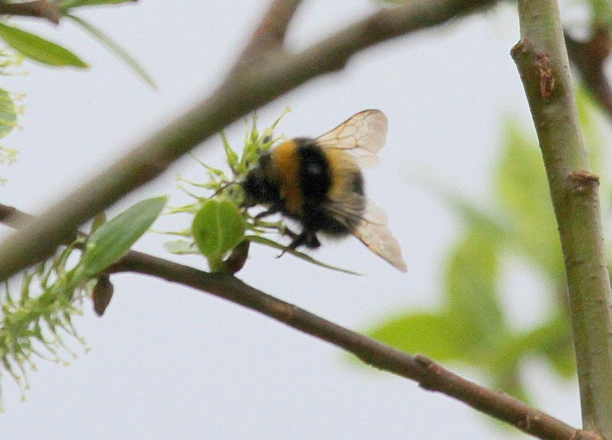 : Bombus (Pyrobombus) jonellus.