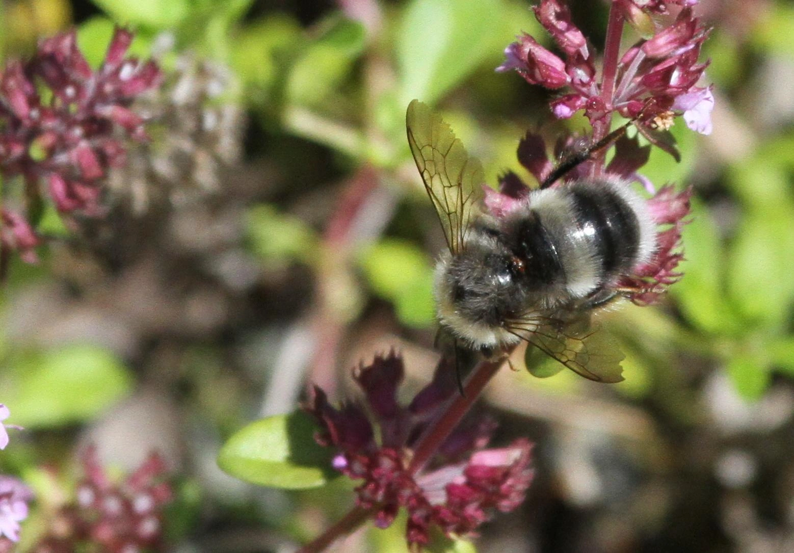 : Bombus (Bombus s. str.) lucorum.