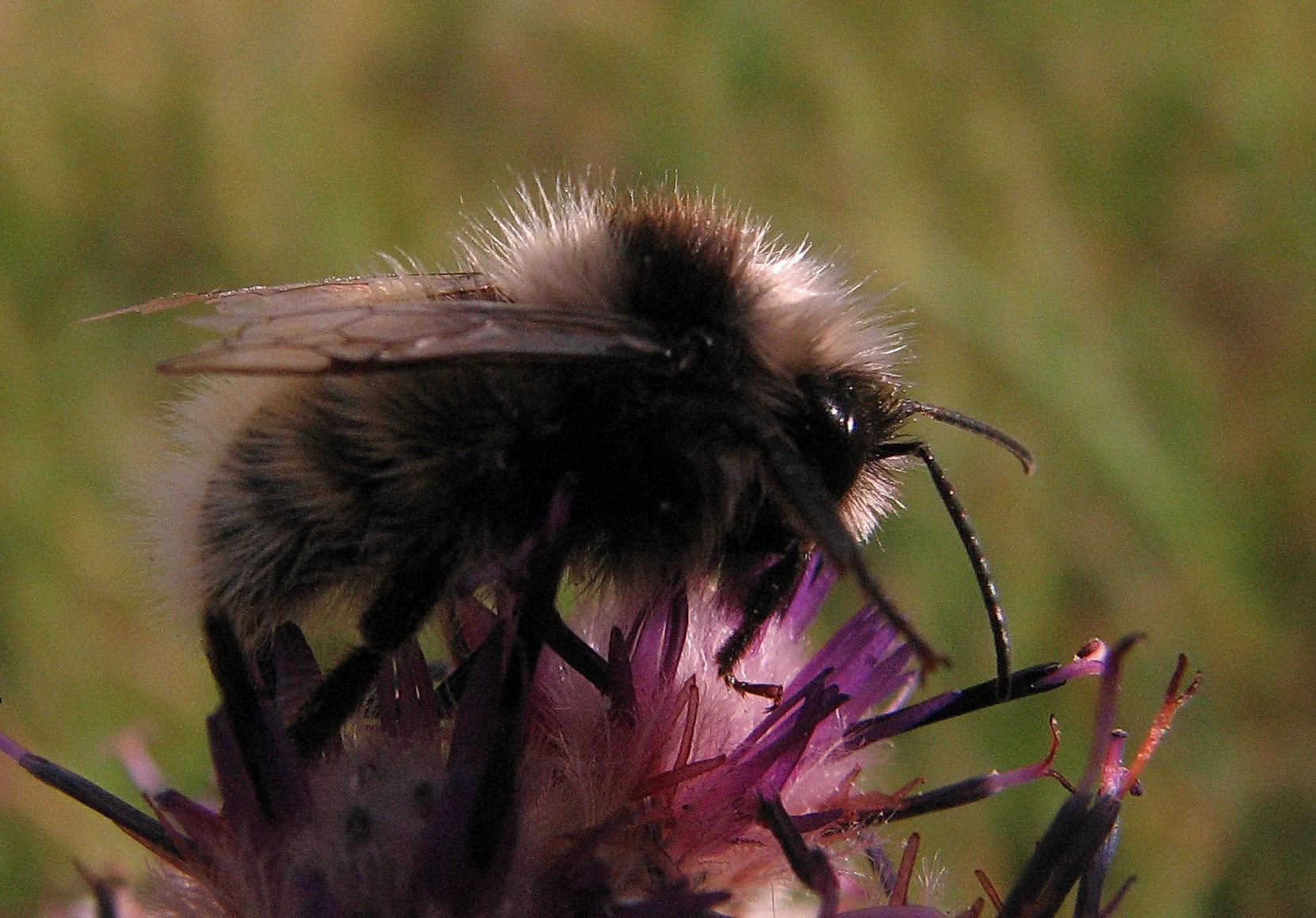 : Bombus lucorum.