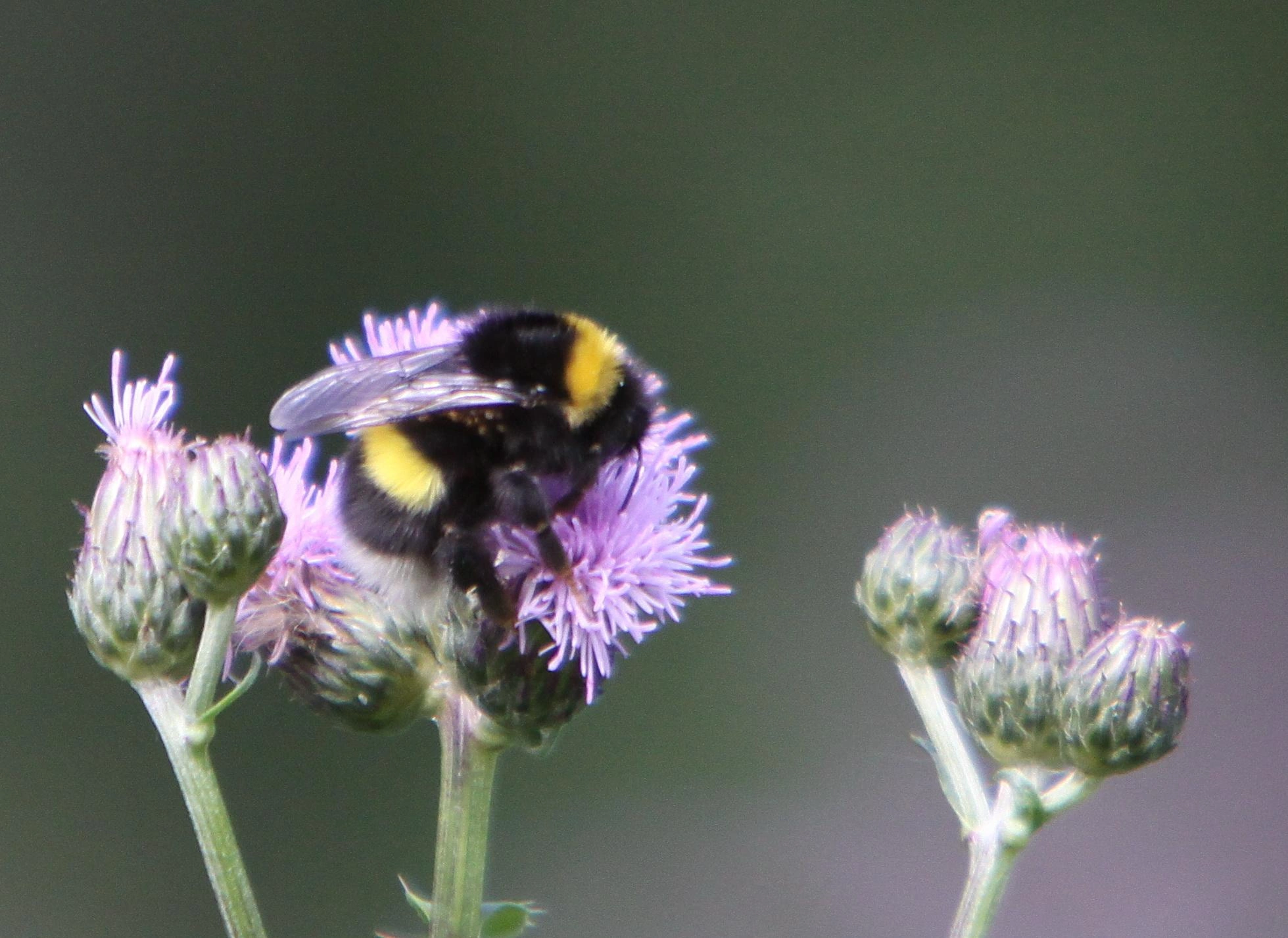 : Bombus lucorum.