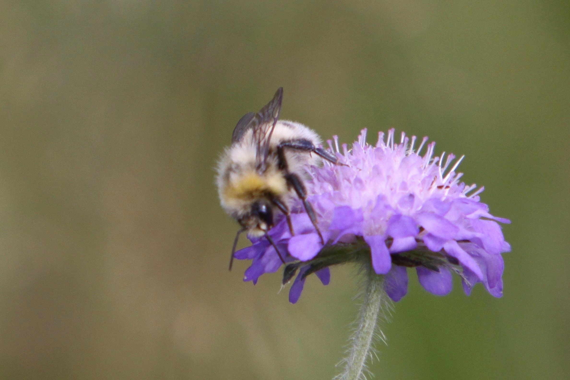 : Bombus (Bombus s. str.) lucorum.