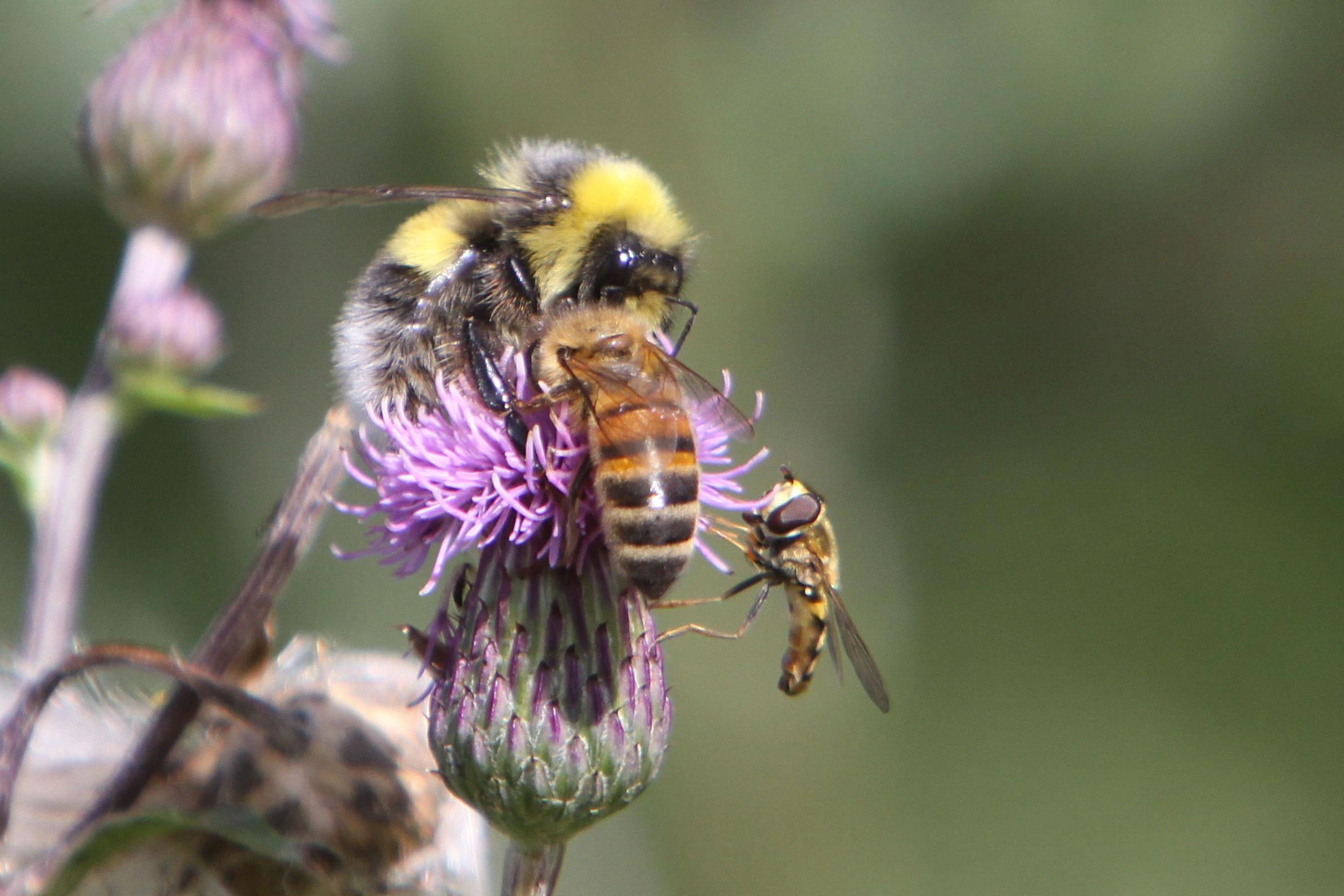 : Bombus lucorum. : Apis mellifera.