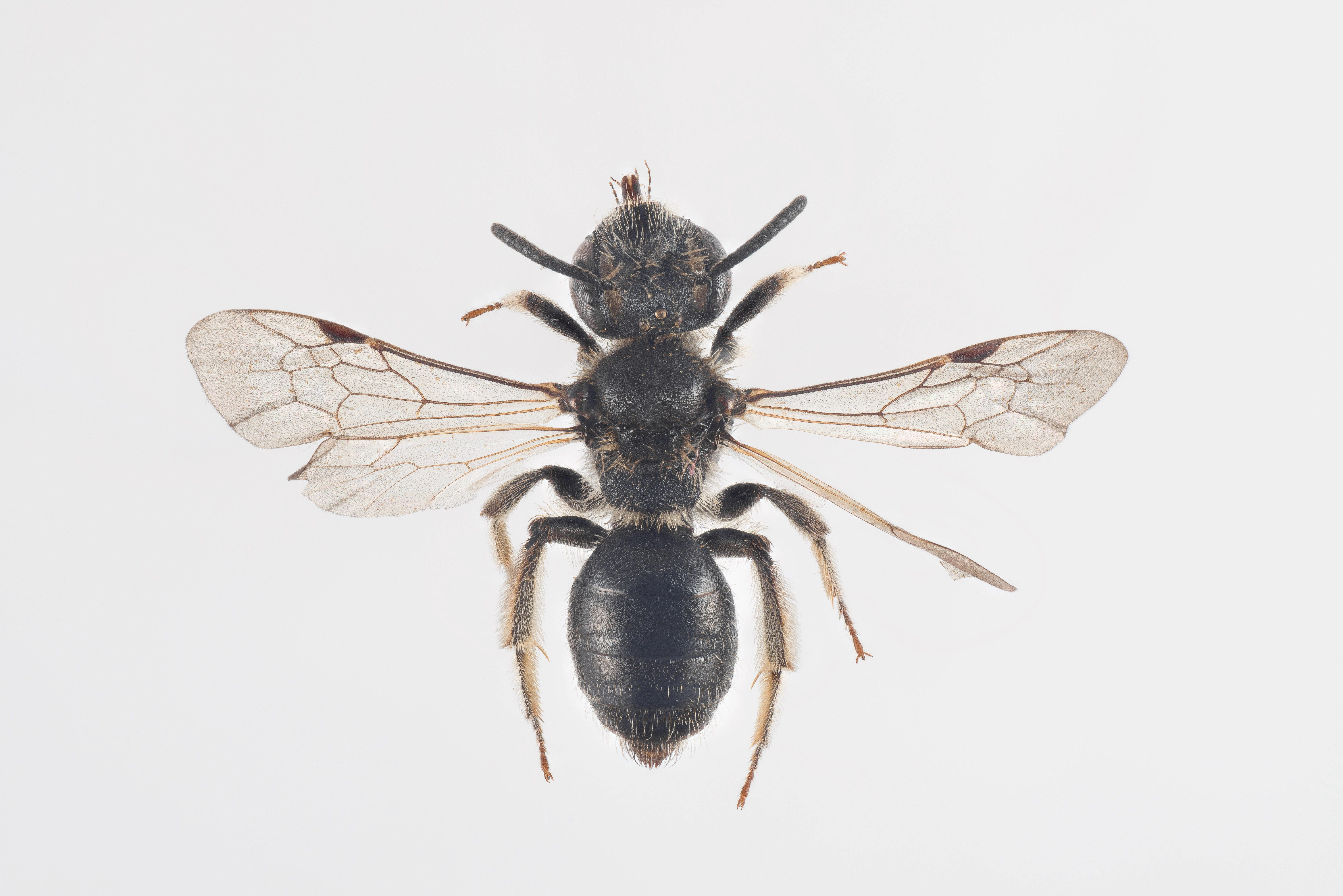 : Andrena subopaca.