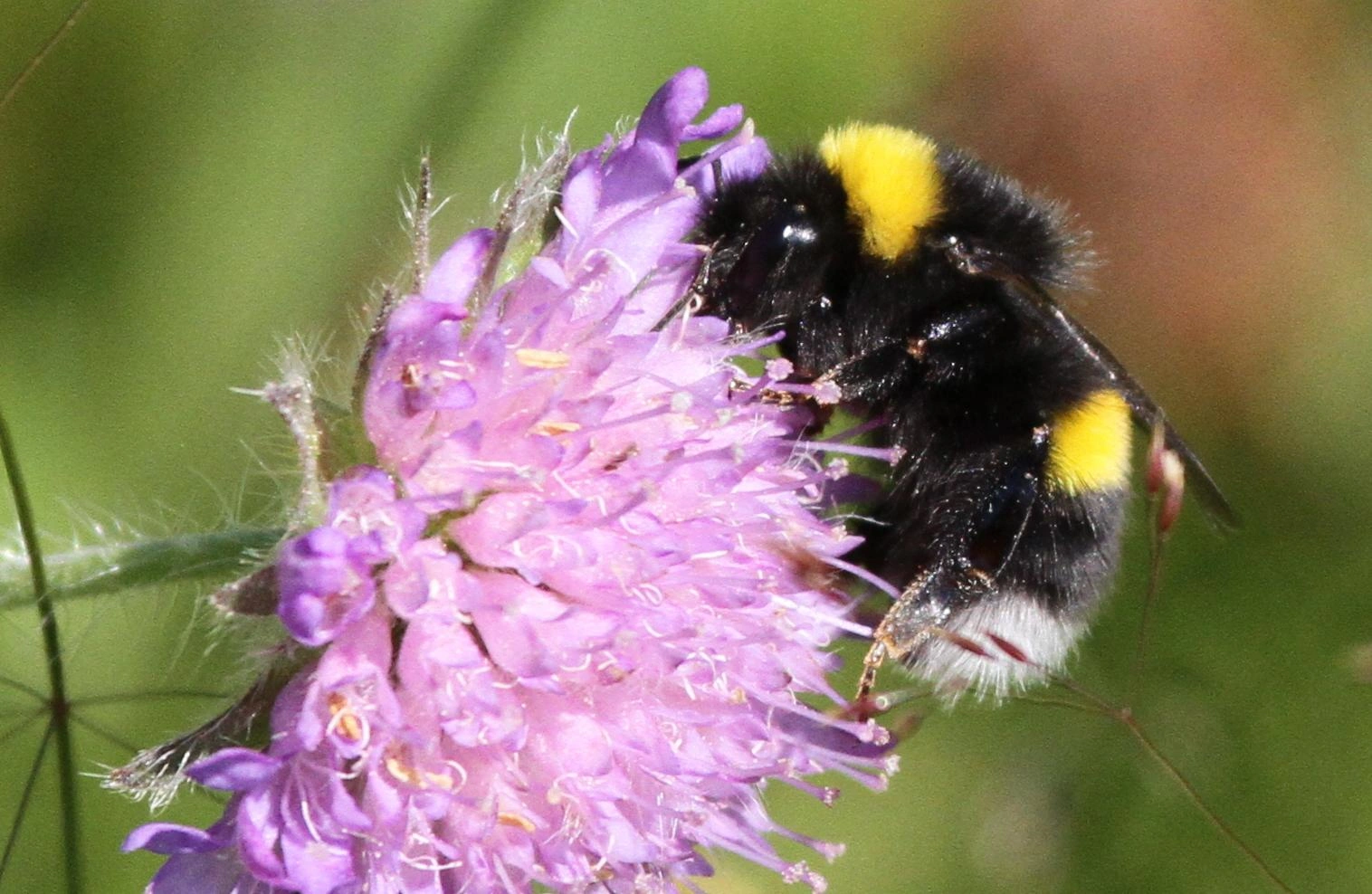 : Bombus lucorum.