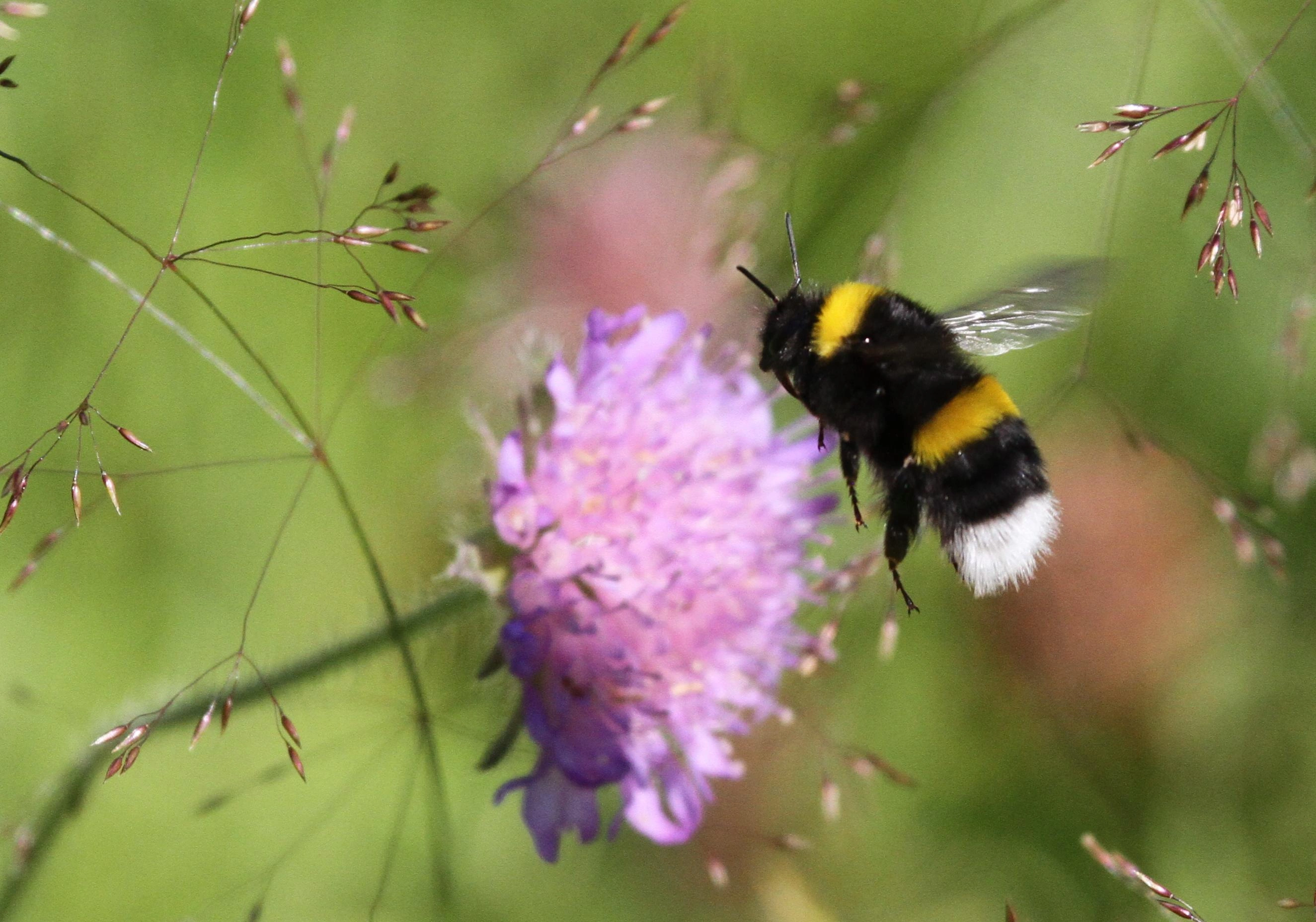 : Bombus lucorum.