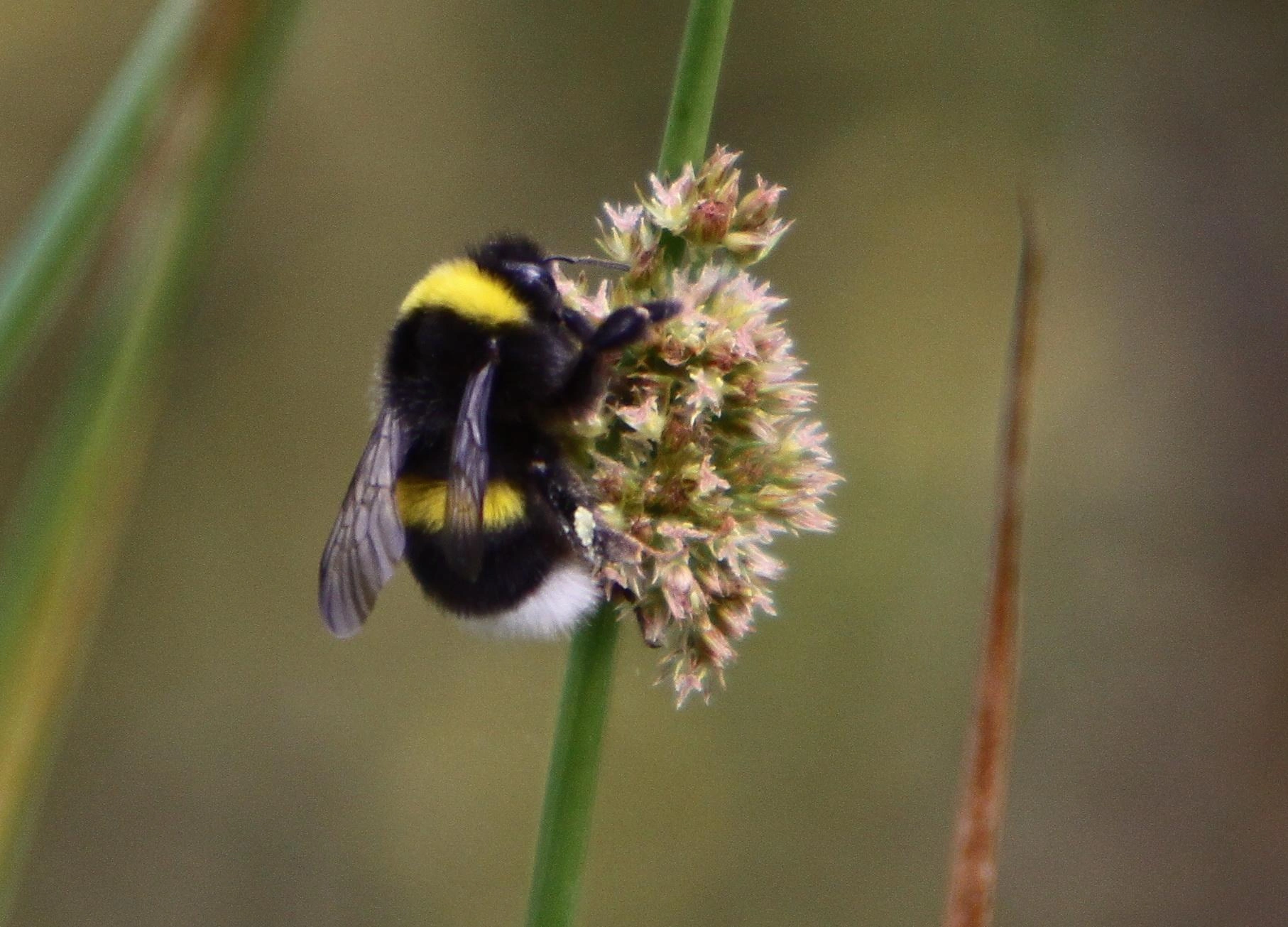 : Bombus lucorum.