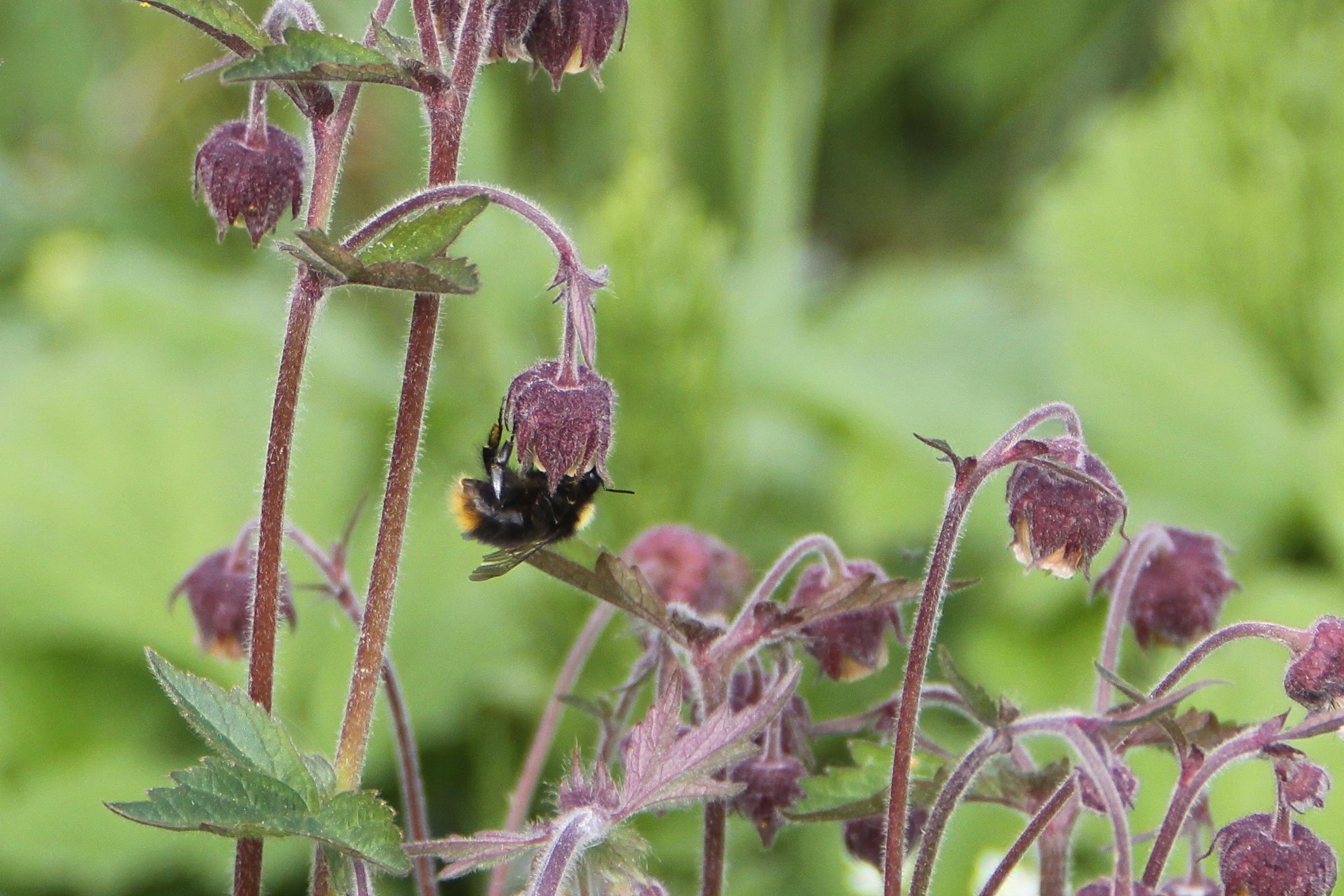 : Bombus pratorum.