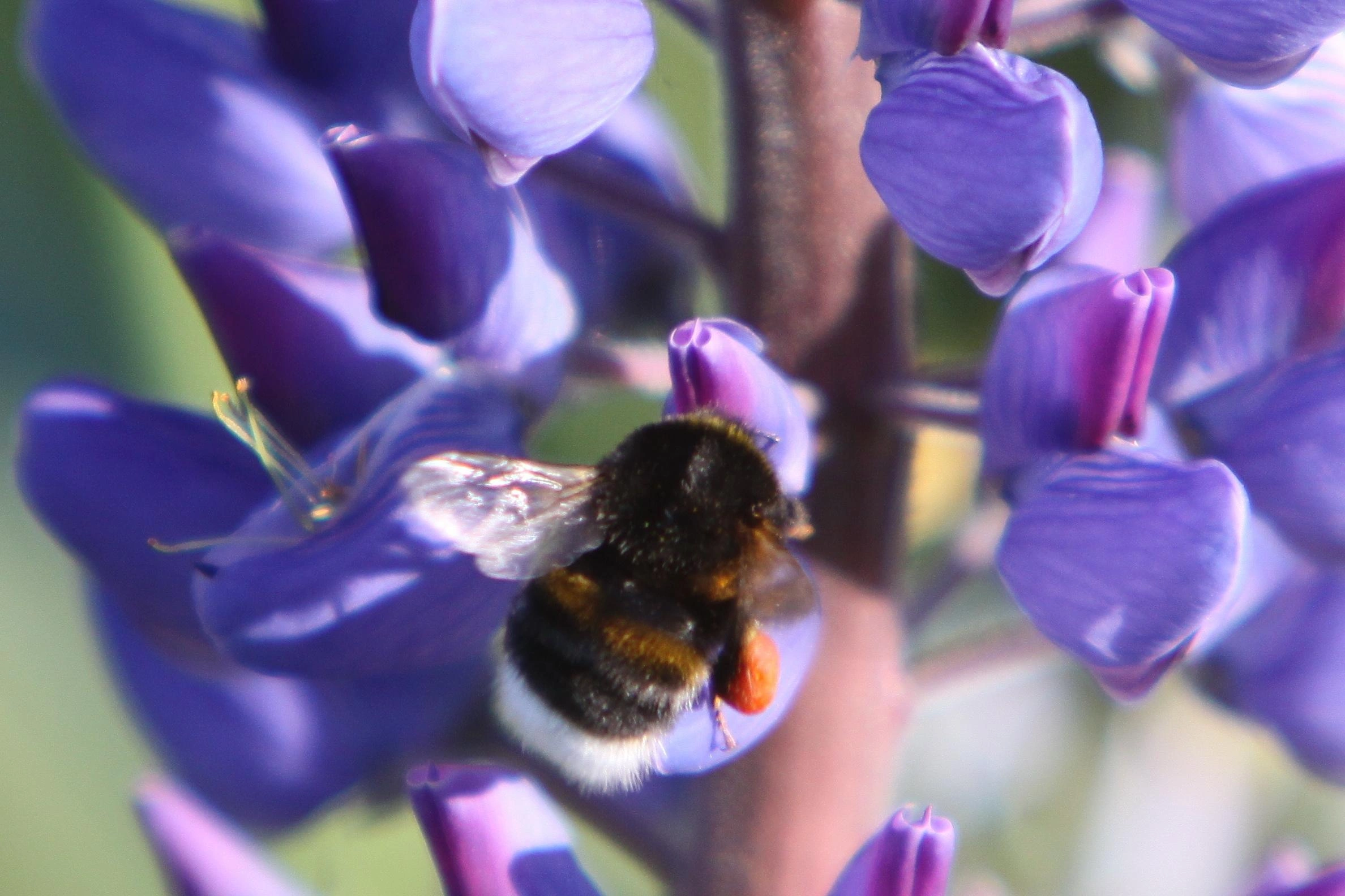 : Bombus terrestris.