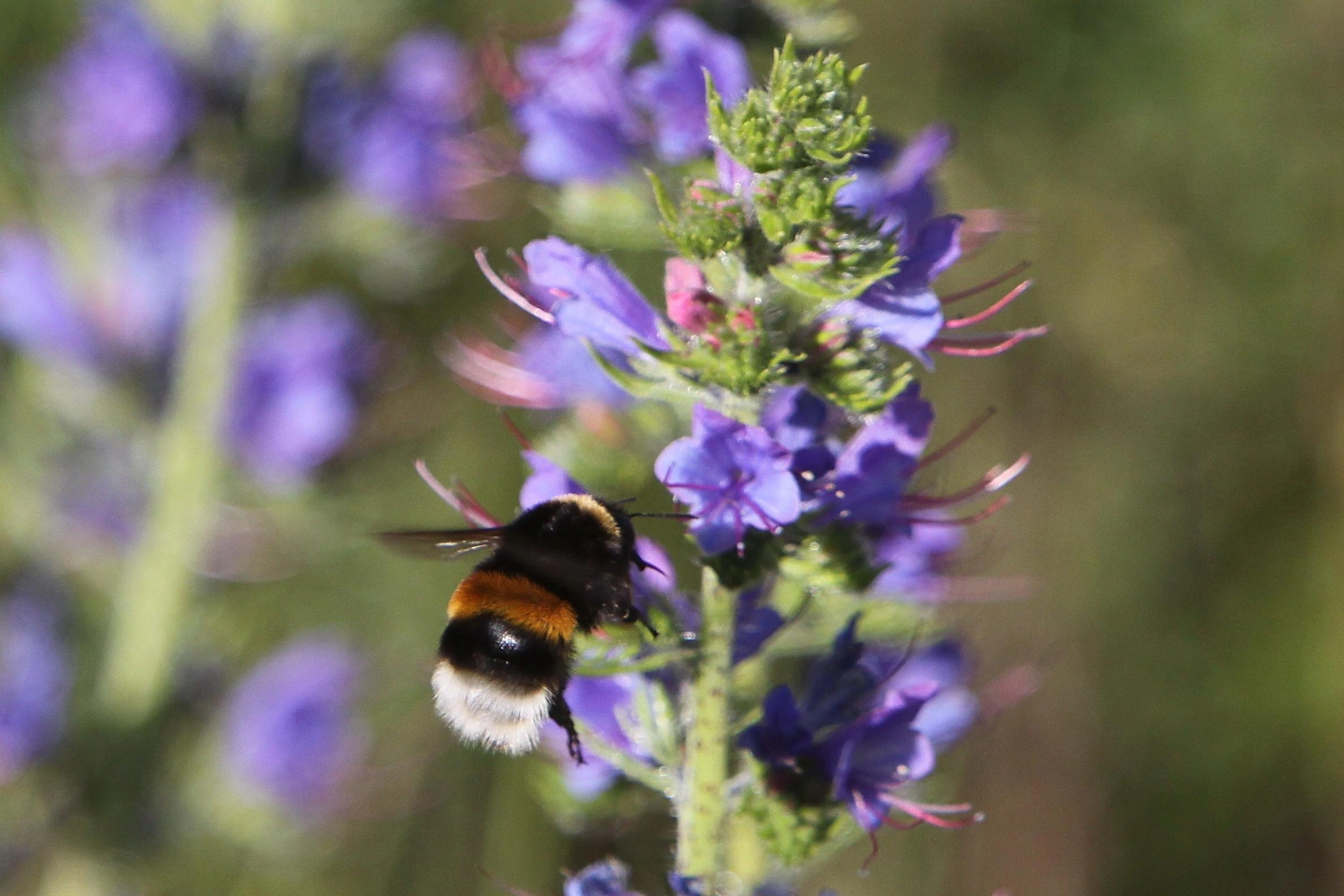 : Bombus terrestris.