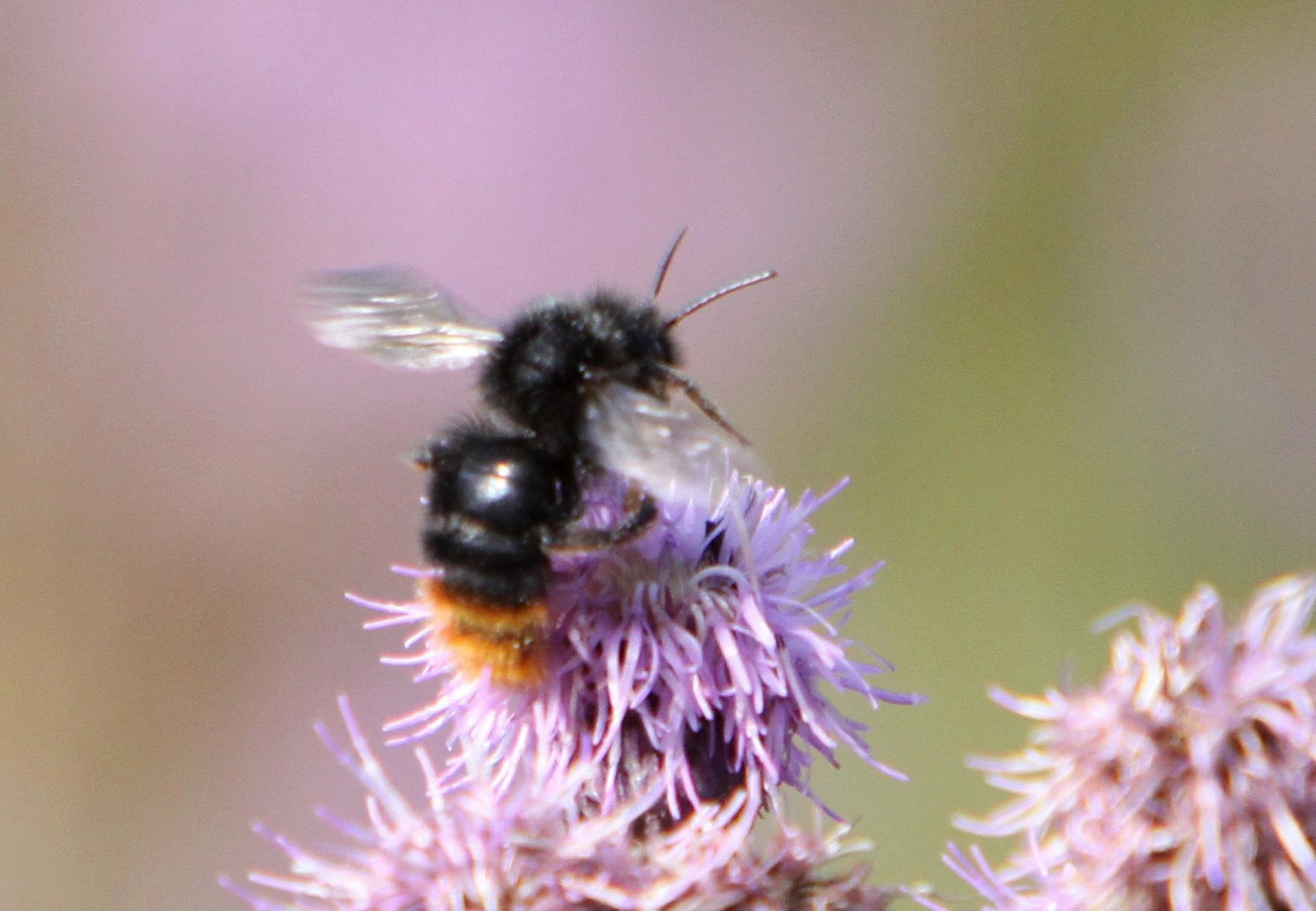 : Bombus (Psithyrus) rupestris.