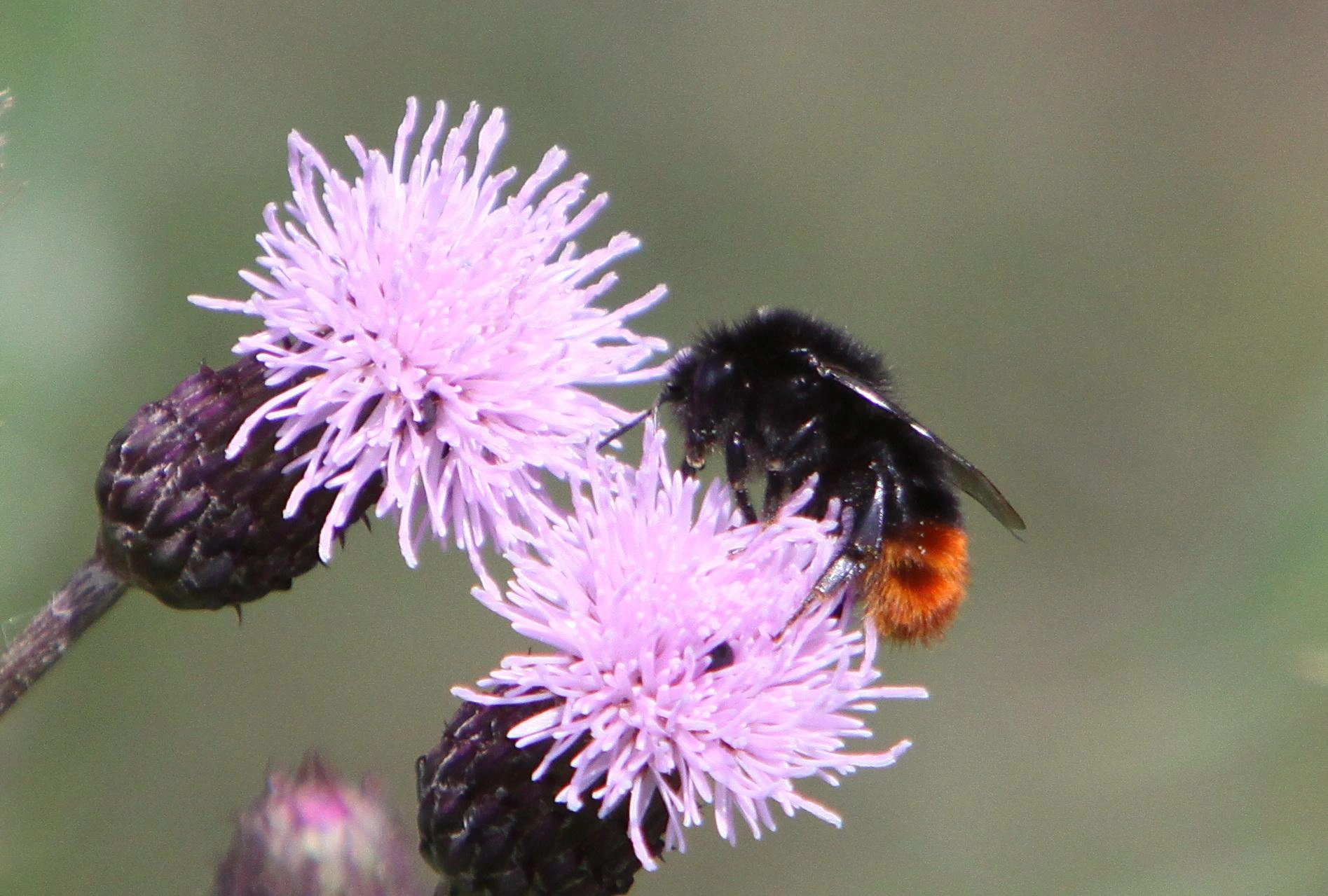 : Bombus lapidarius.