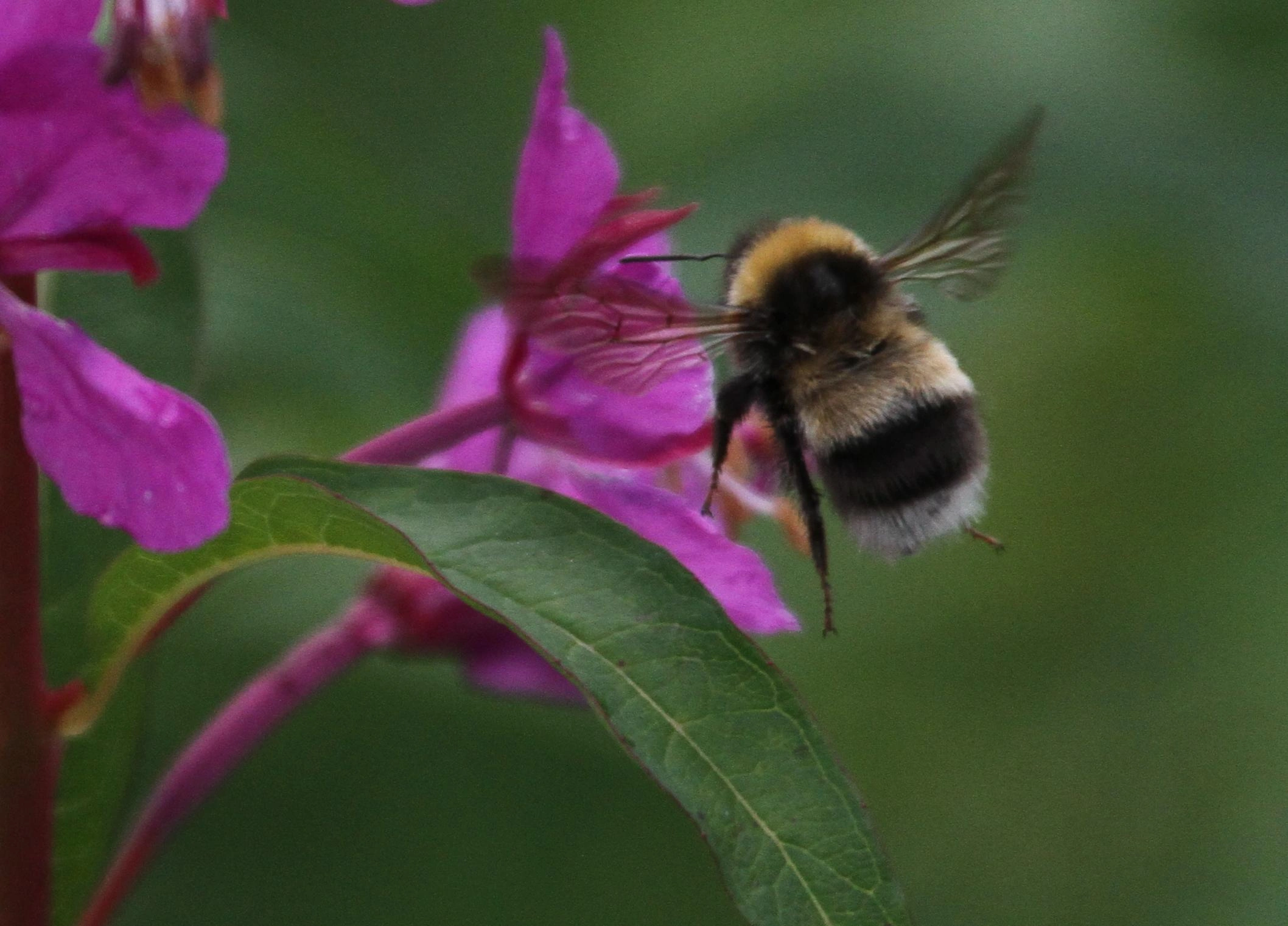 : Bombus (Bombus s. str.) sporadicus.