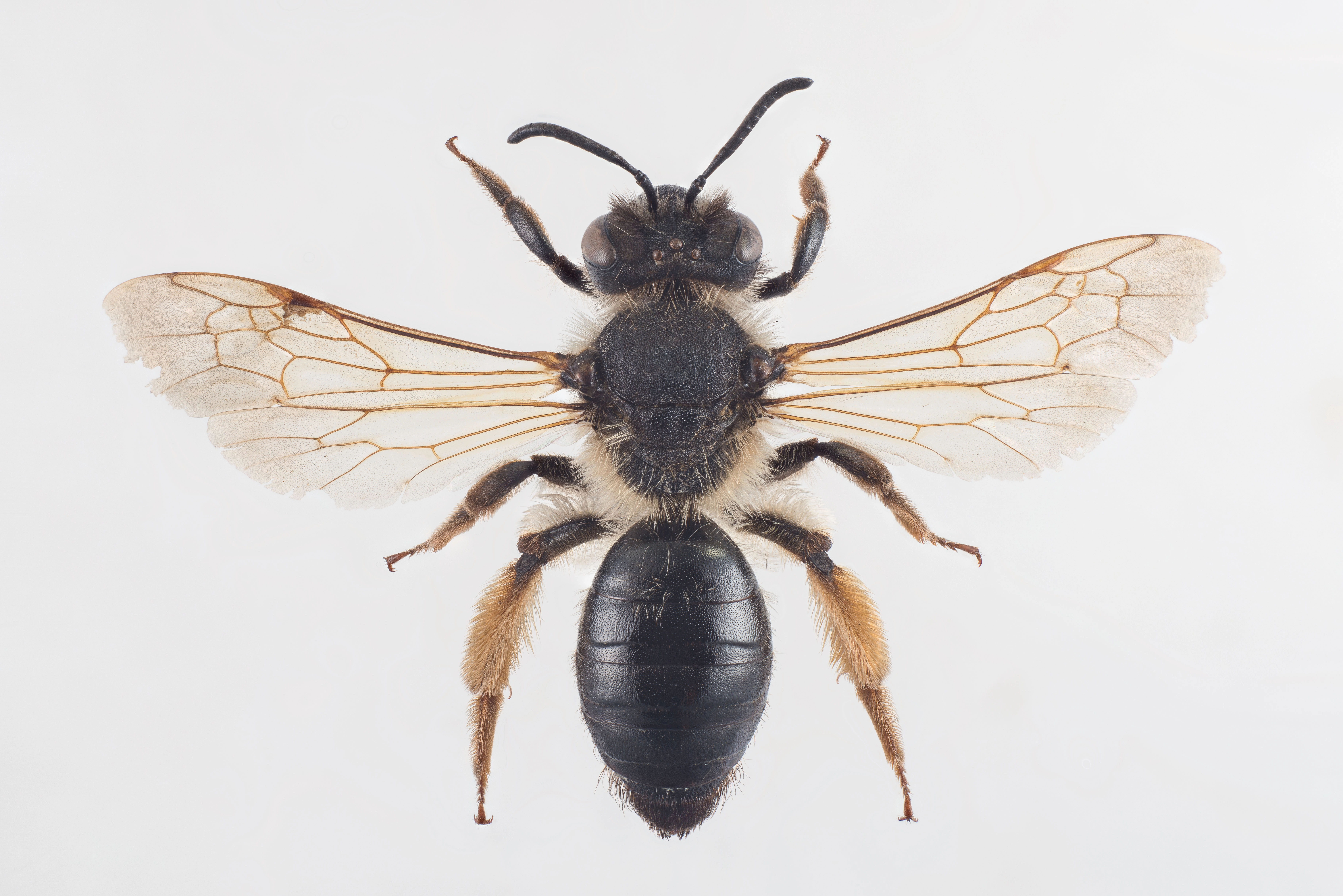 : Andrena tibialis.