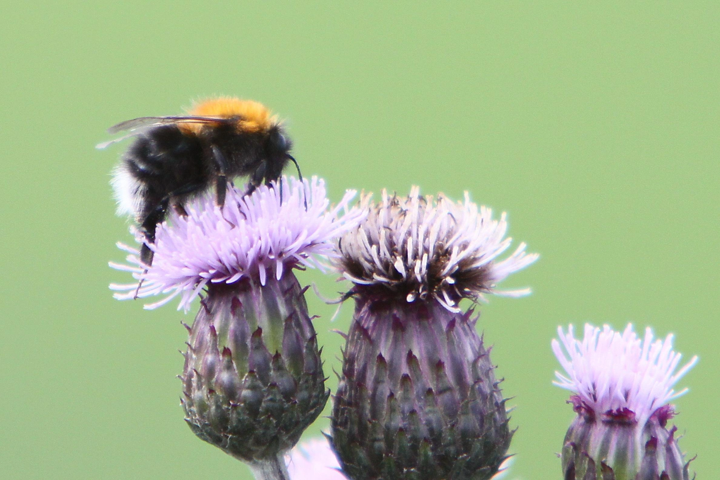 : Bombus (Pyrobombus) hypnorum.