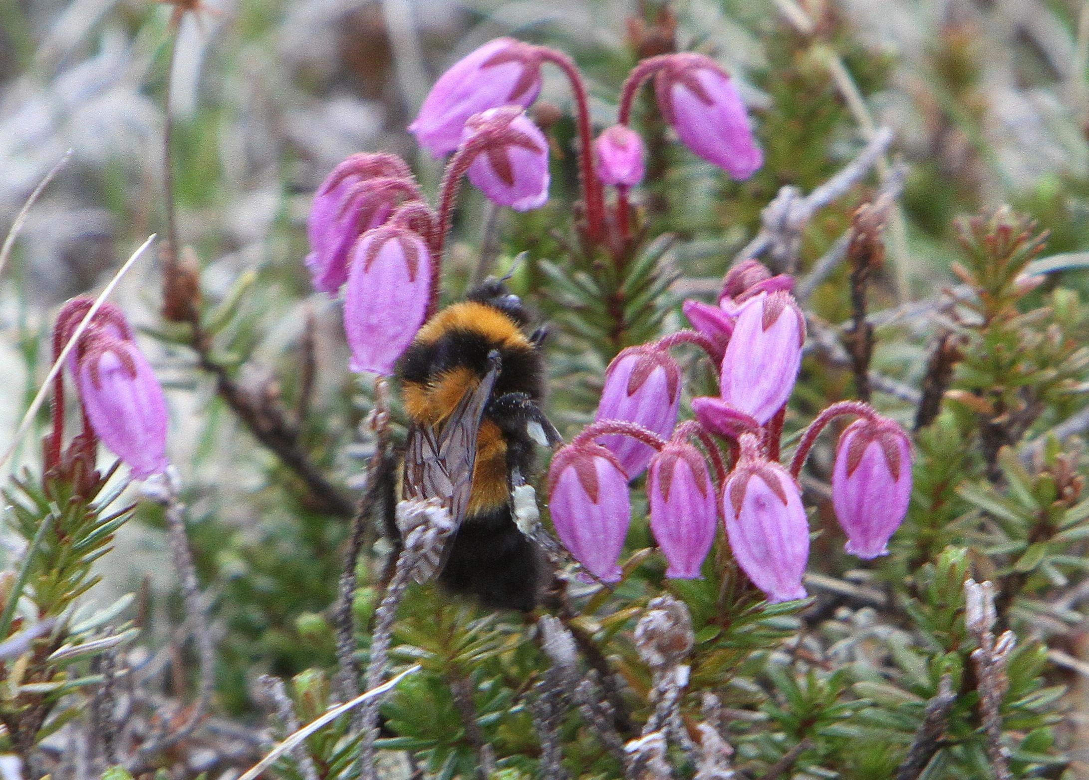 : Bombus (Alpinobombus) hyperboreus.