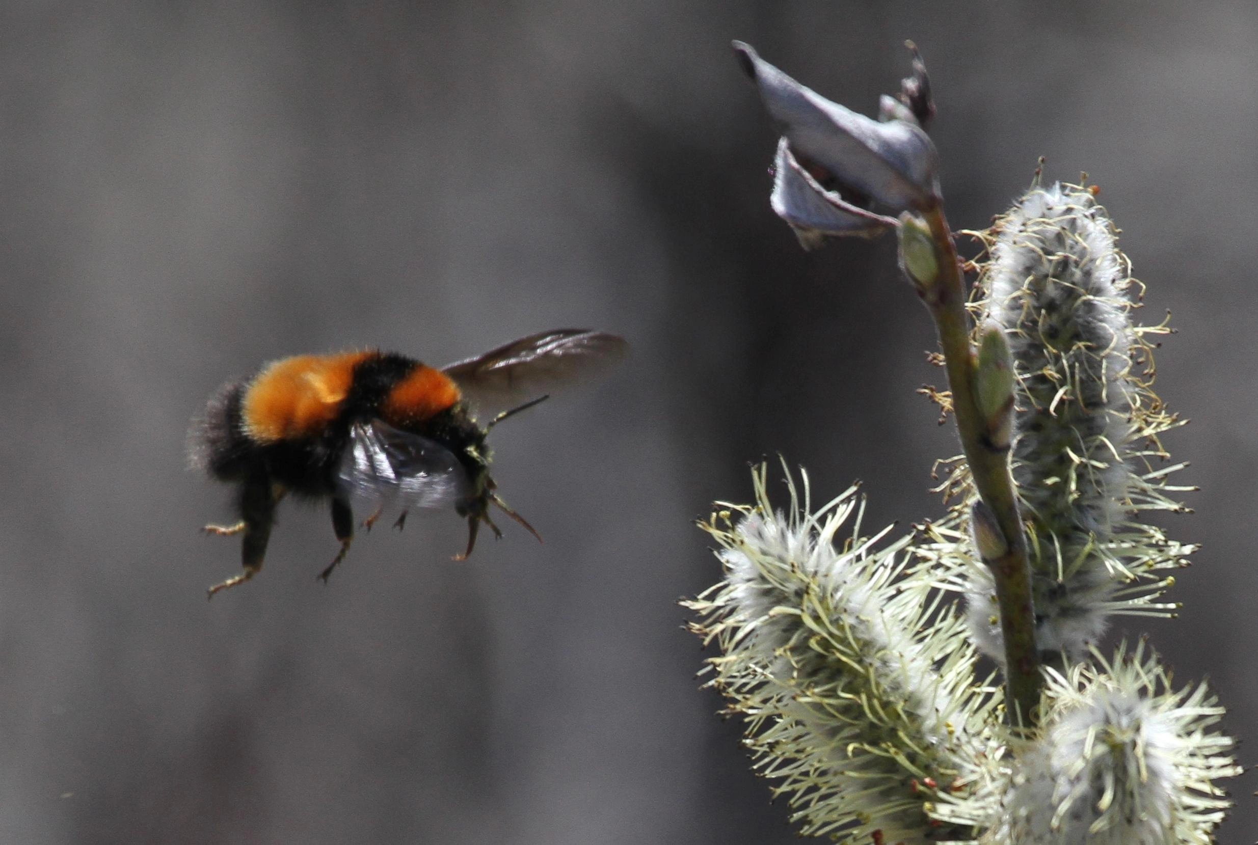 : Bombus hyperboreus.