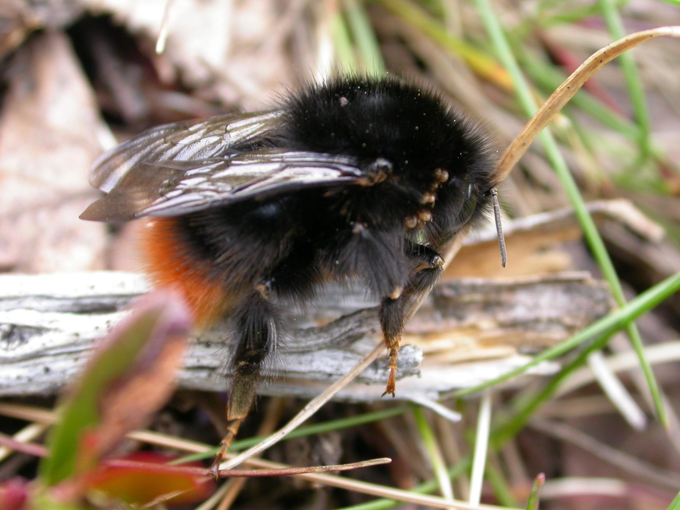 : Bombus (Alpigenobombus) wurflenii.