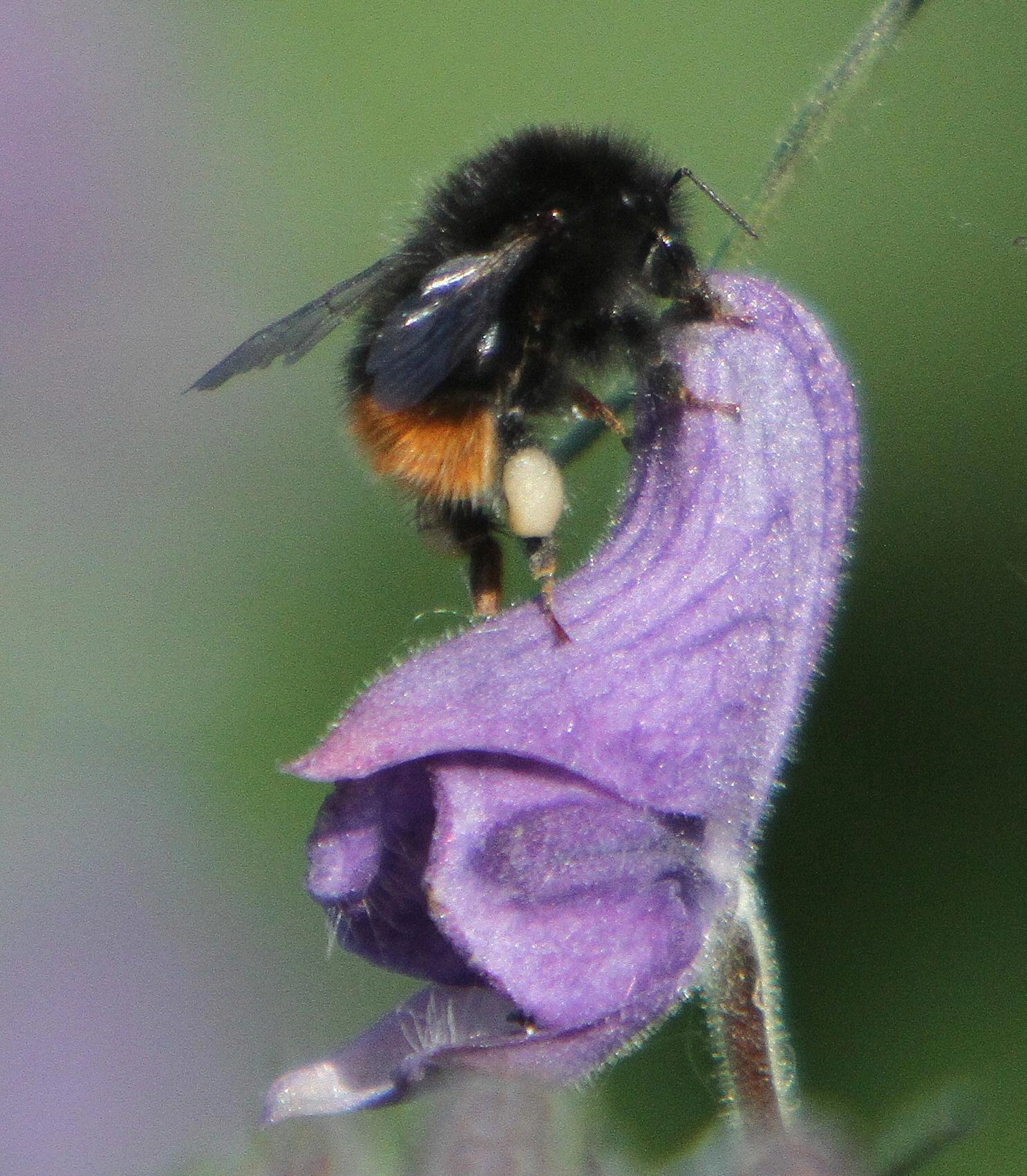 : Bombus wurflenii.