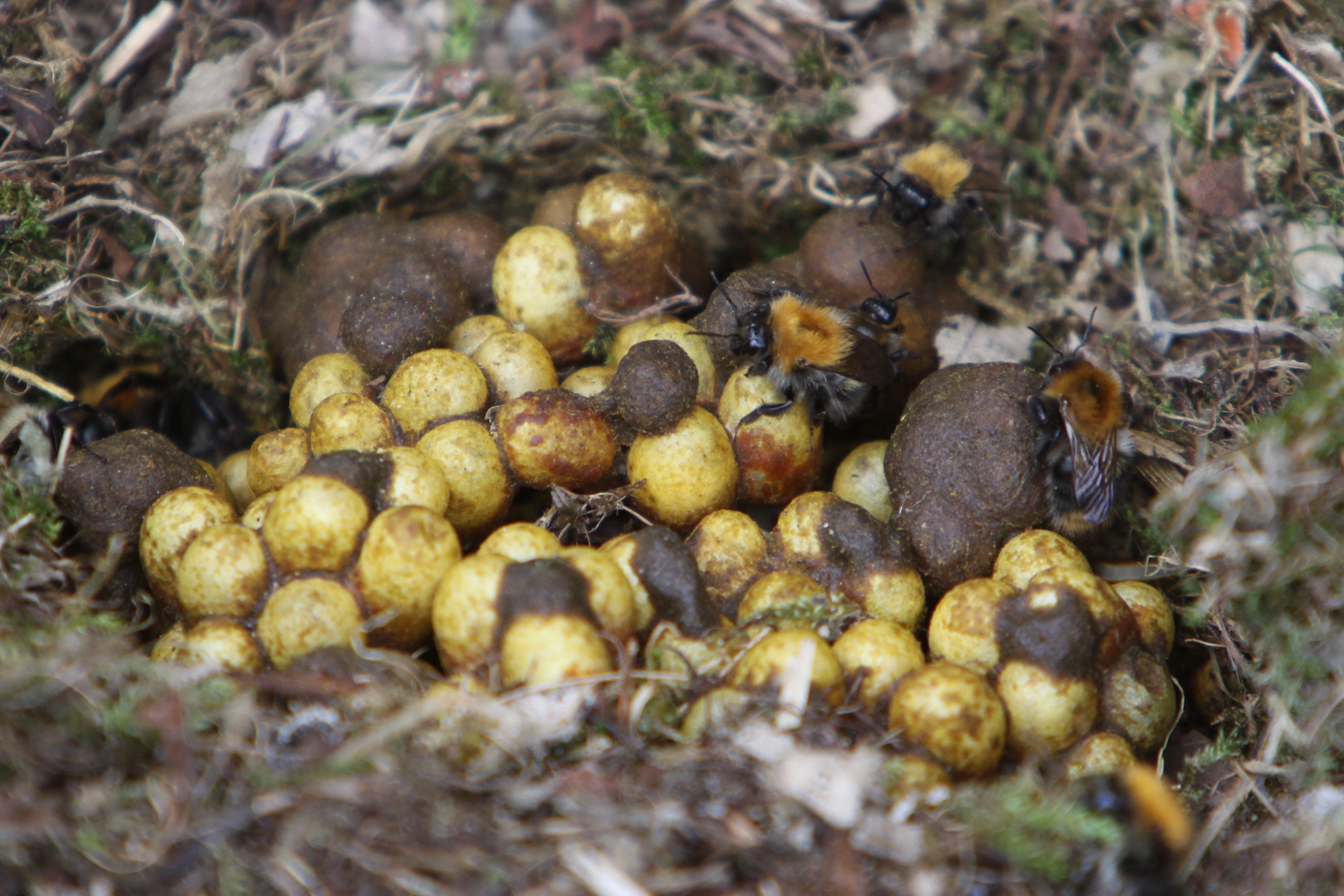 : Bombus (Thoracobombus) pascuorum.