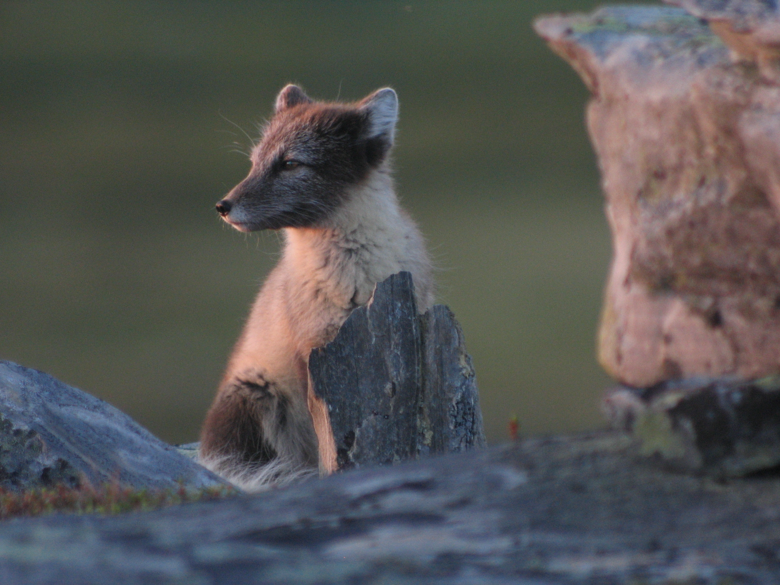 : Vulpes lagopus.