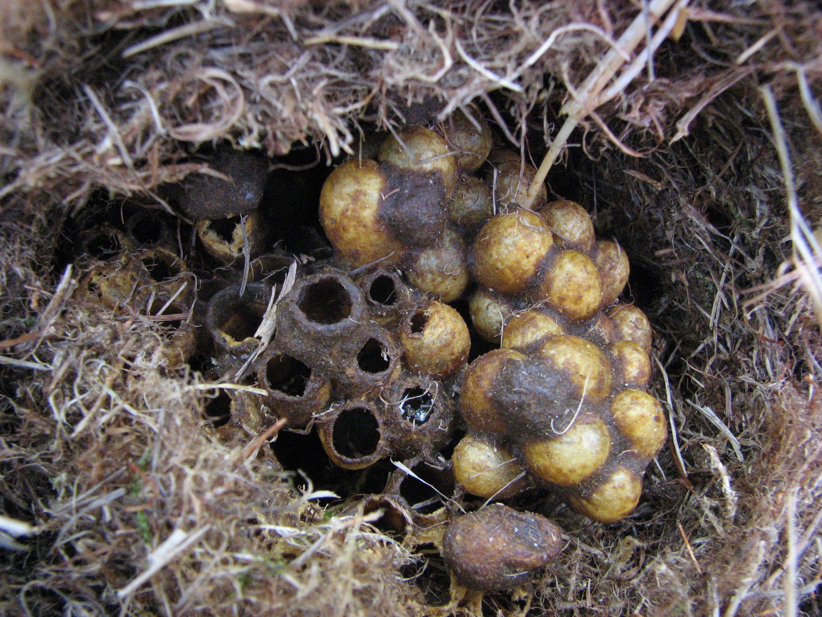 : Bombus pascuorum.