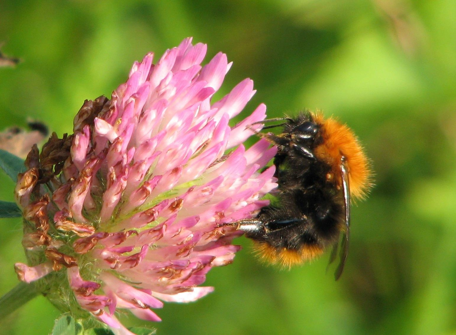 : Bombus pascuorum.