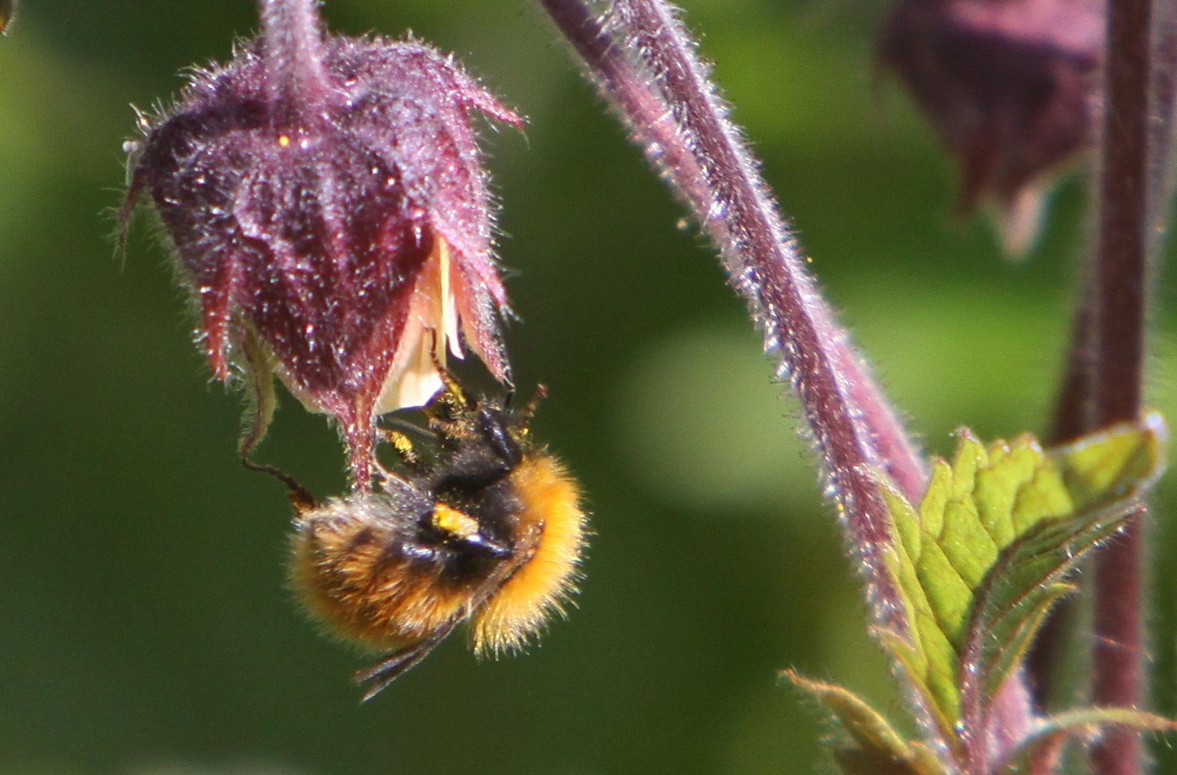 : Bombus (Thoracobombus) pascuorum.