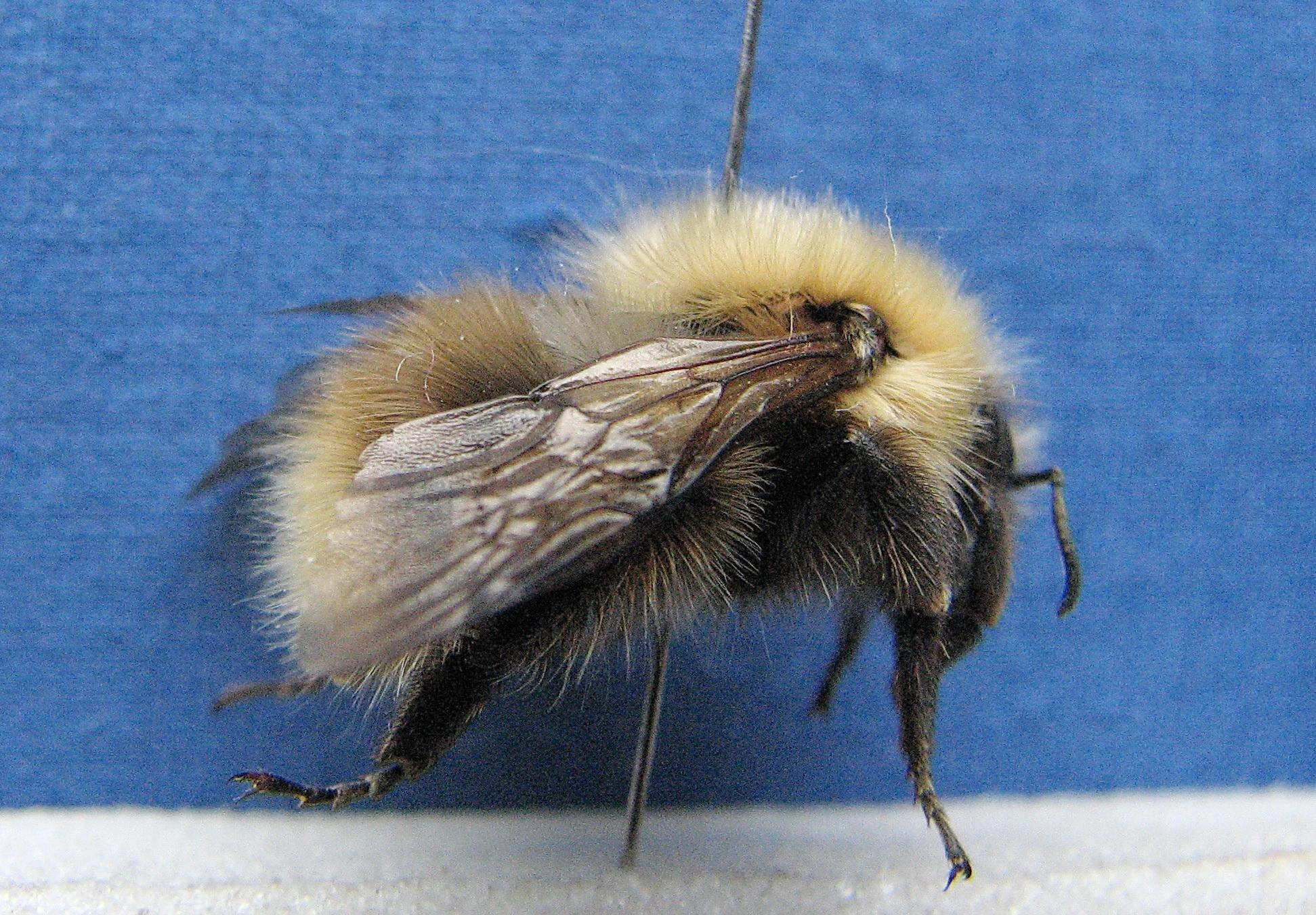 : Bombus (Thoracobombus) pascuorum.