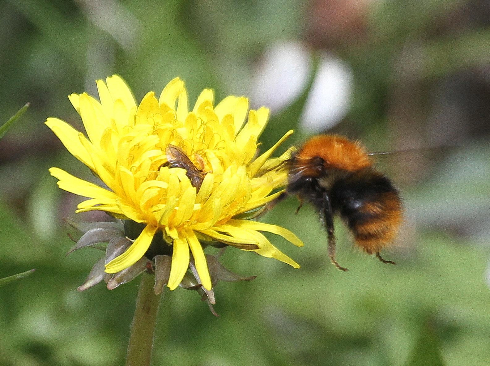 : Bombus (Thoracobombus) pascuorum.