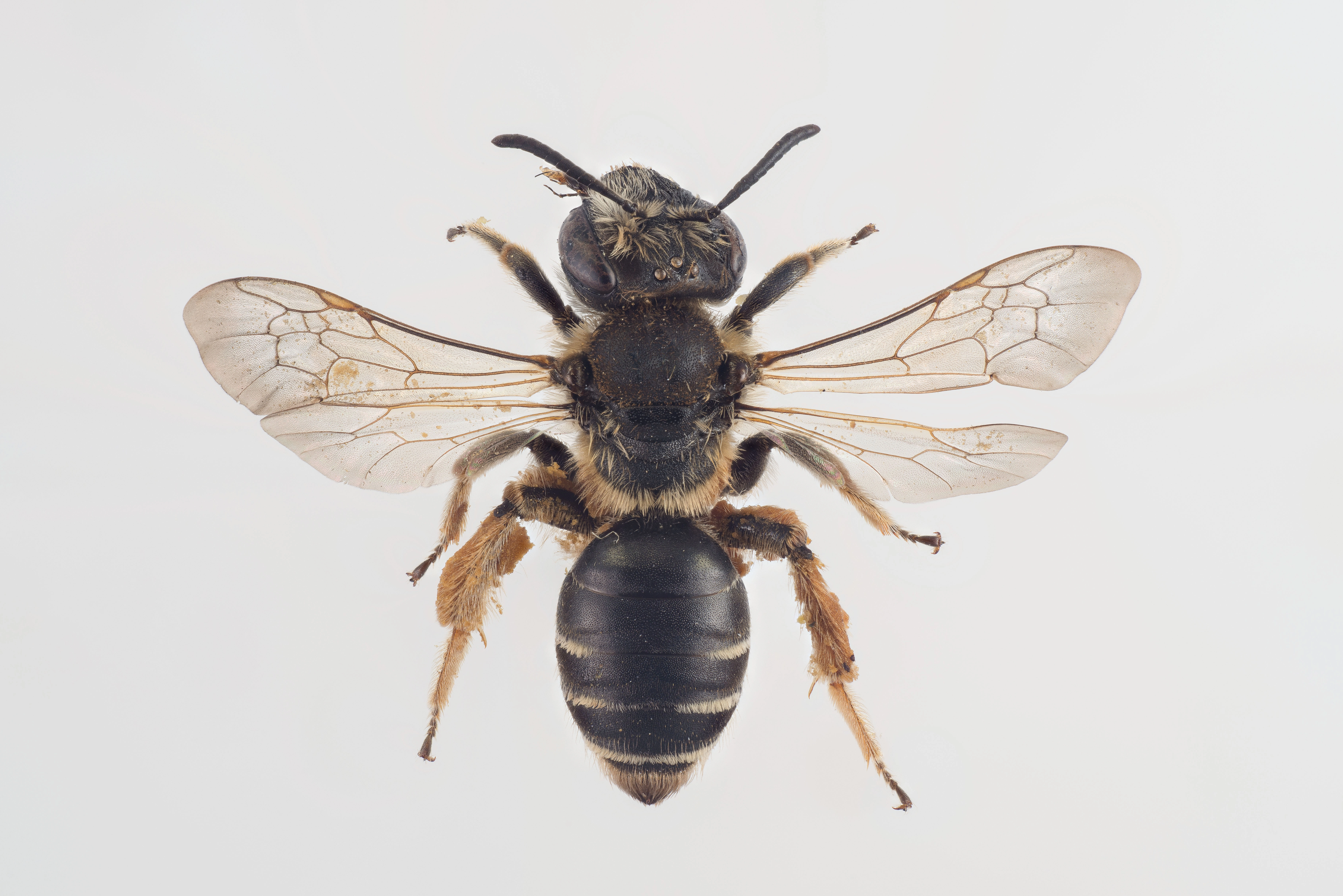 : Andrena wilkella.