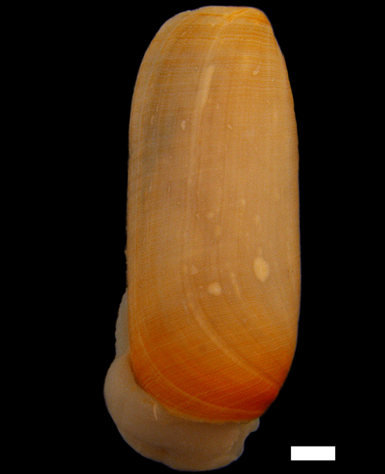 : Cylichna cylindracea.